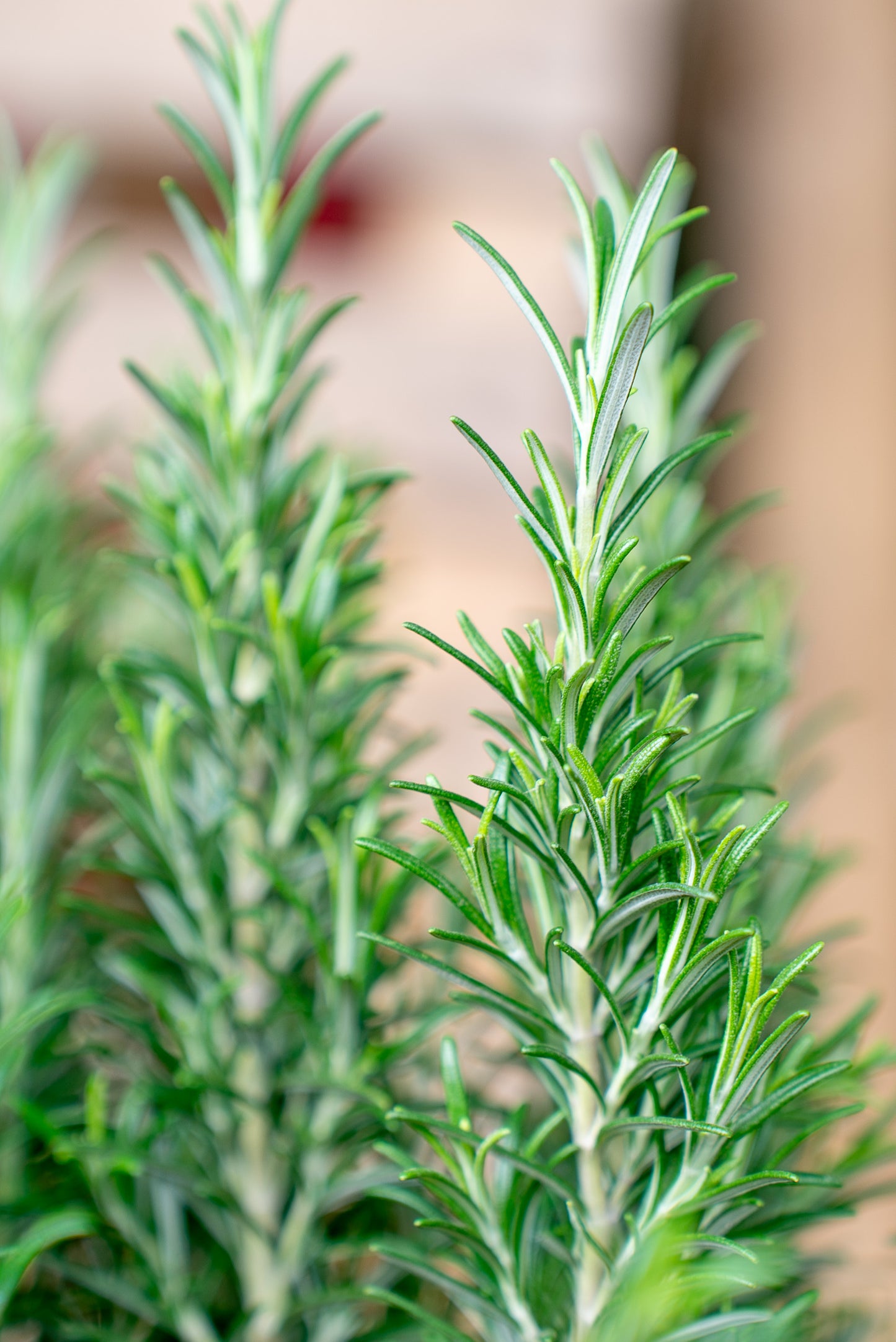 Rosmarino officinale
