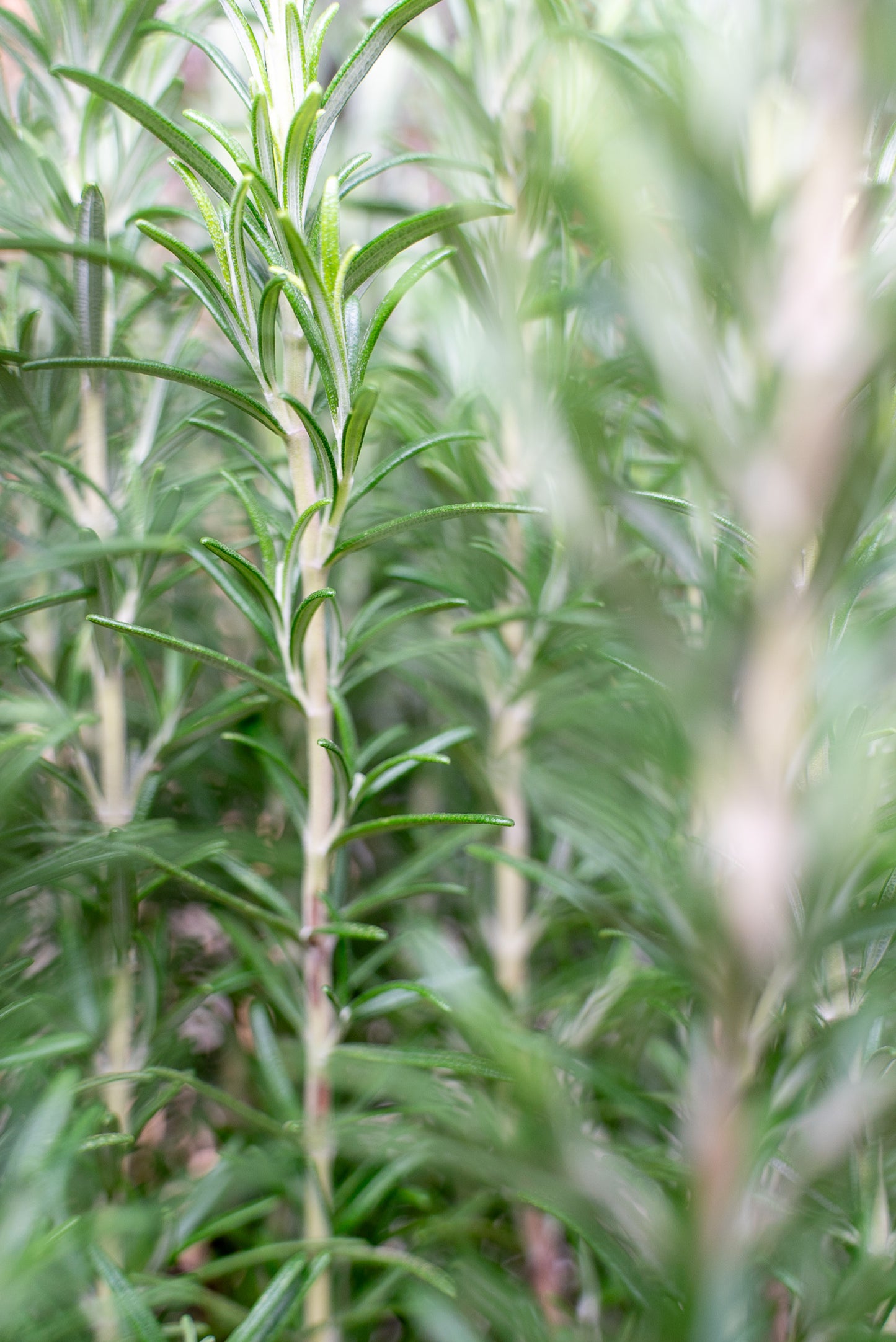 Rosmarino officinale