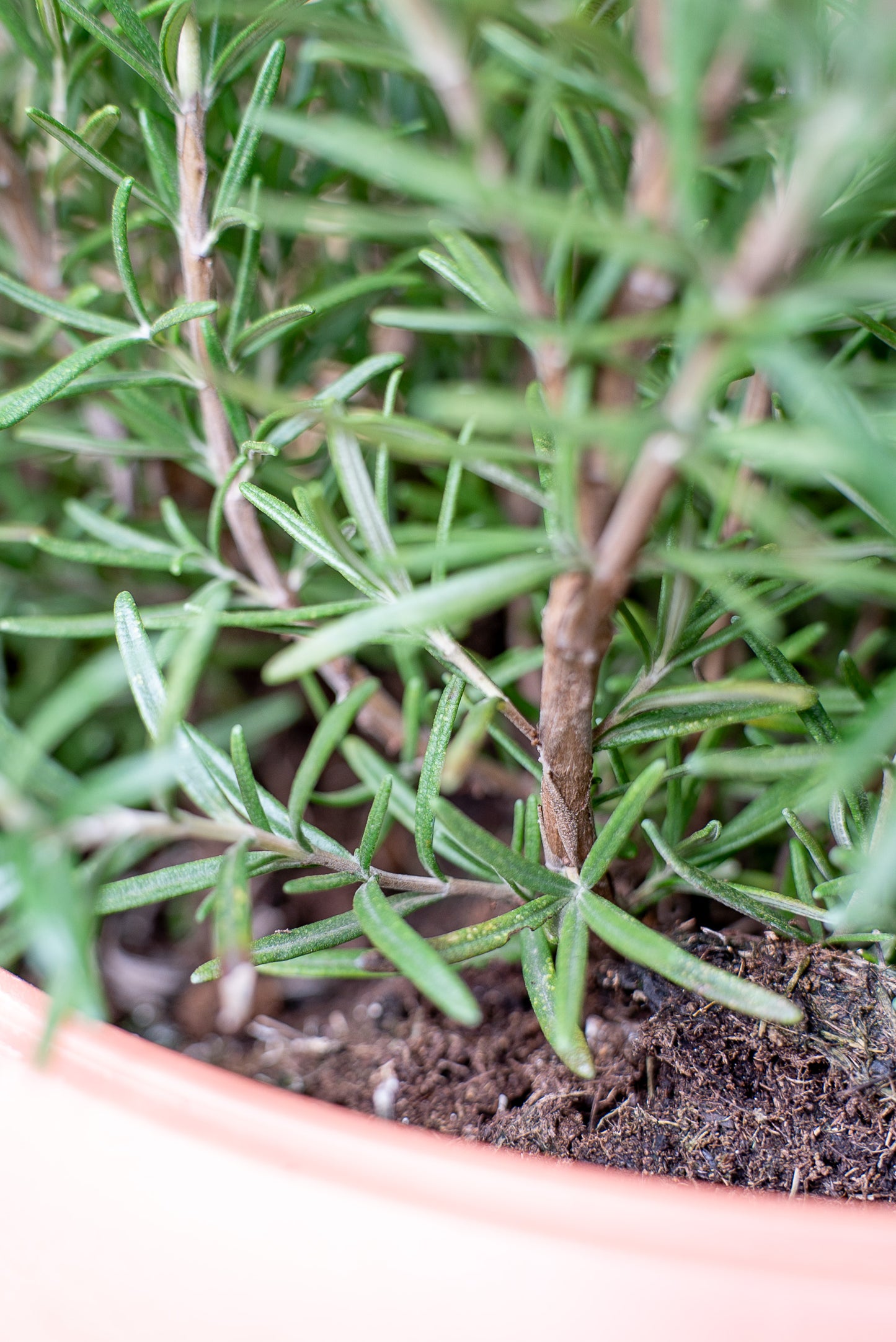 Rosmarino officinale