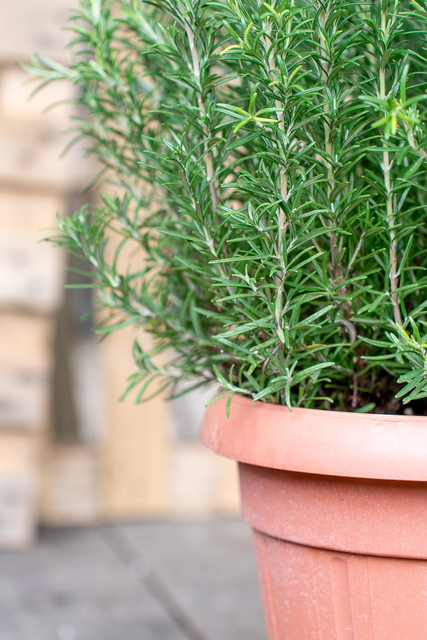 Rosmarino officinale