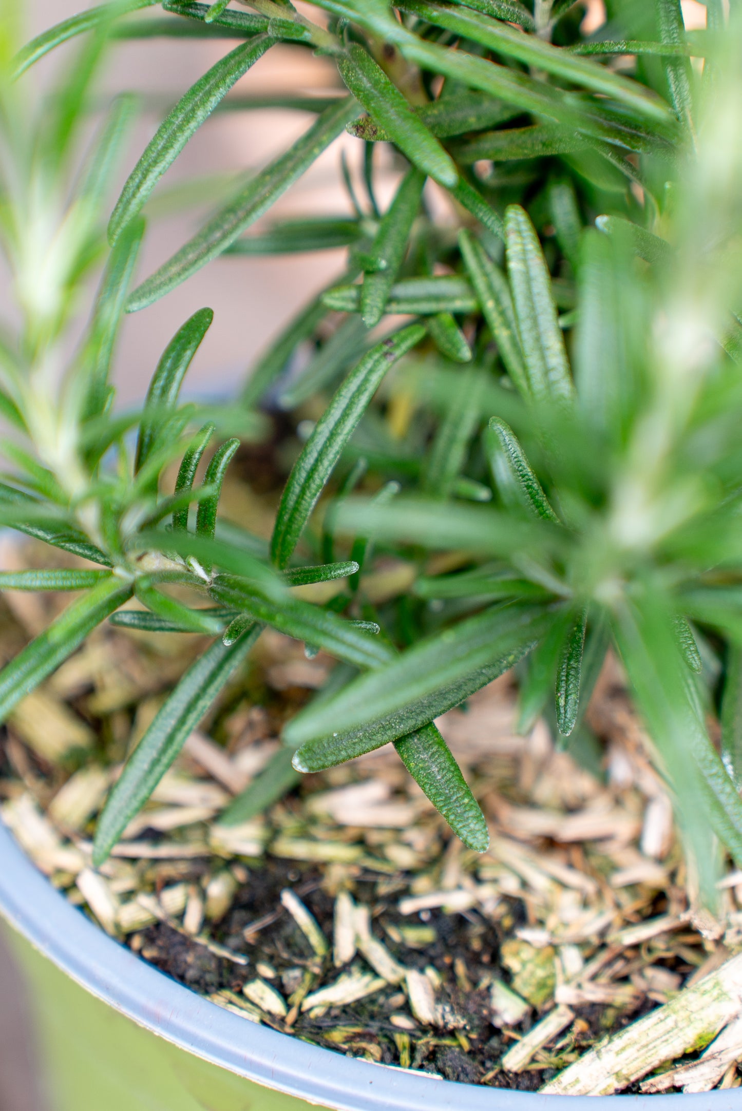 Rosmarino officinale