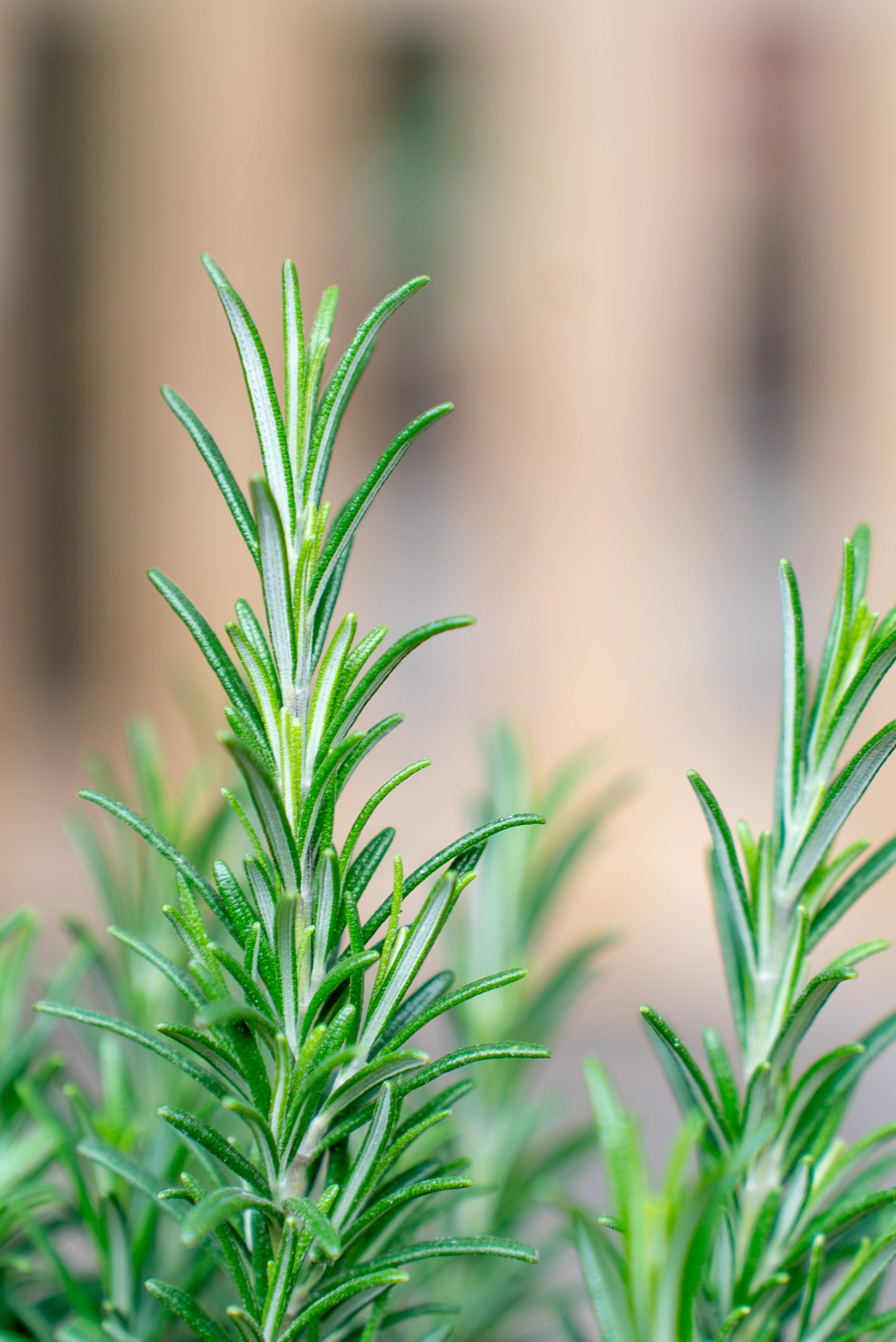 Rosmarino officinale