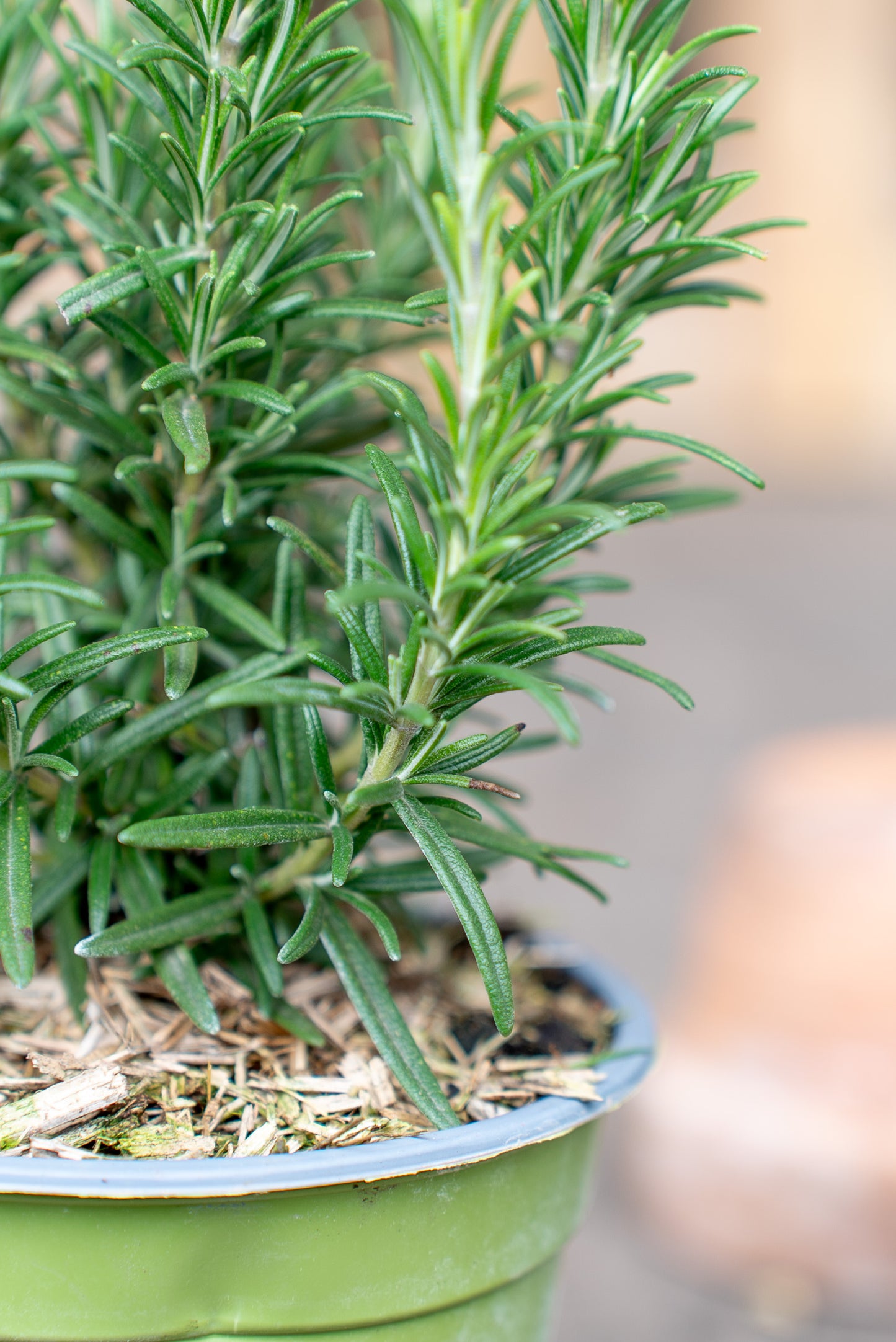 Rosmarino officinale