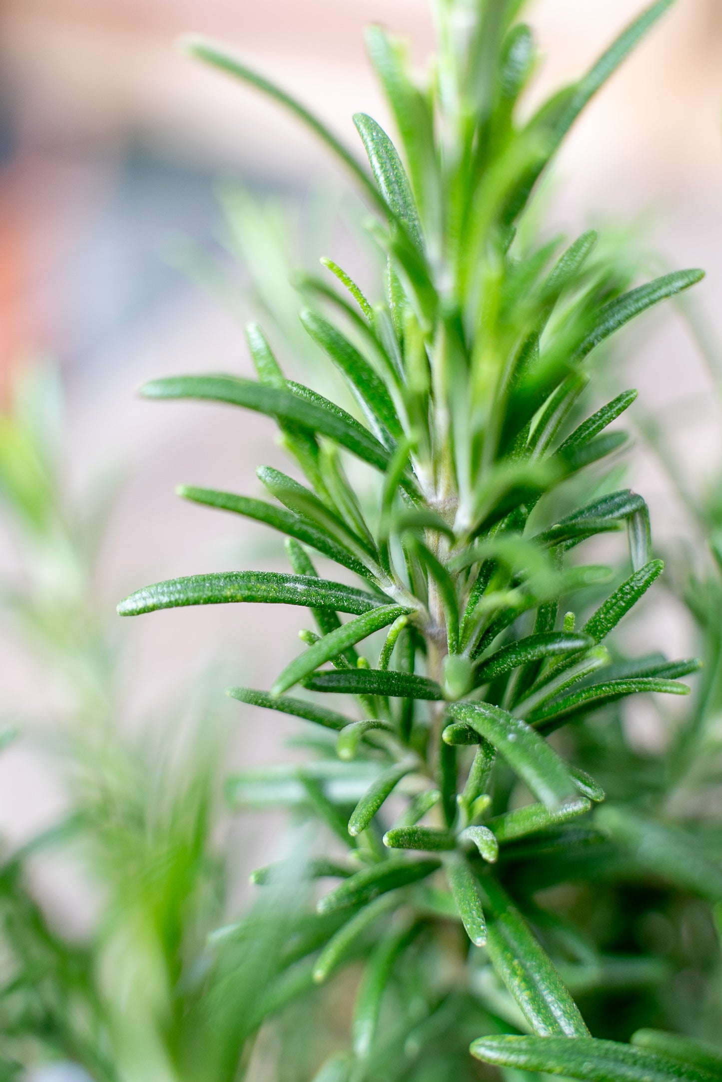Rosmarino officinale