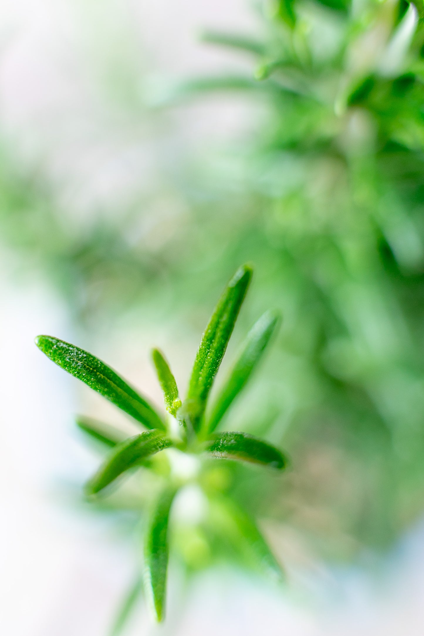 Rosmarino officinale