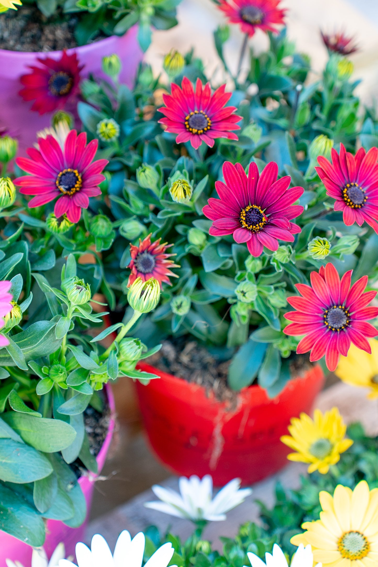 Dimorfoteca (Osteospermum)