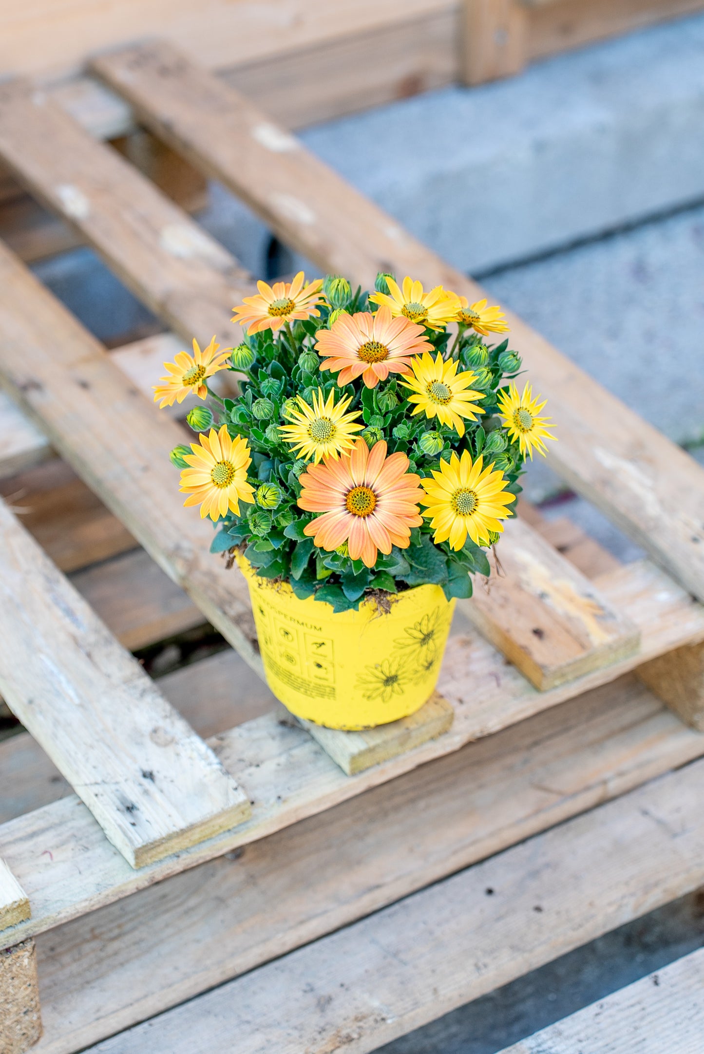 Margherita Dimorfoteca