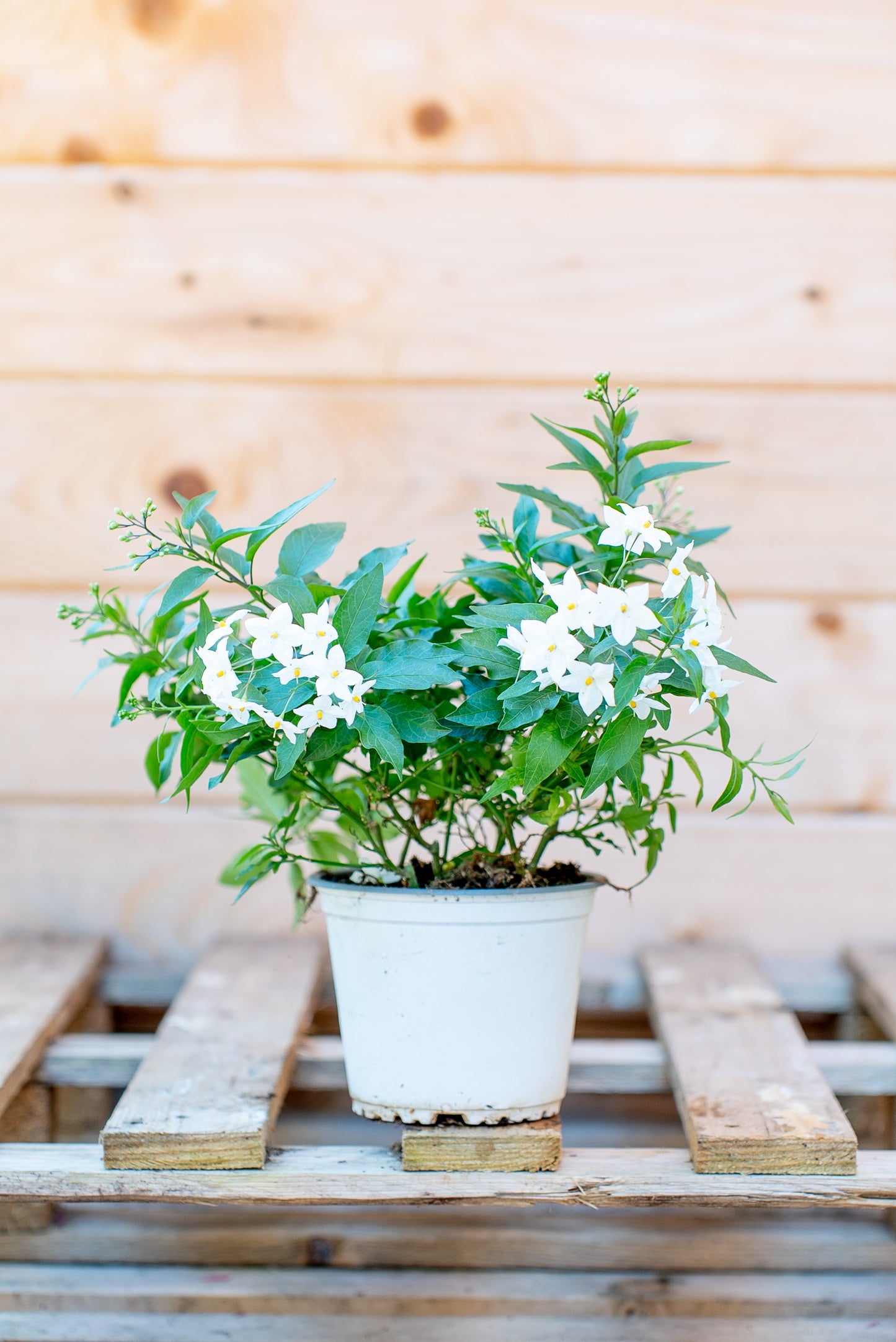 Solanum Jasminoides