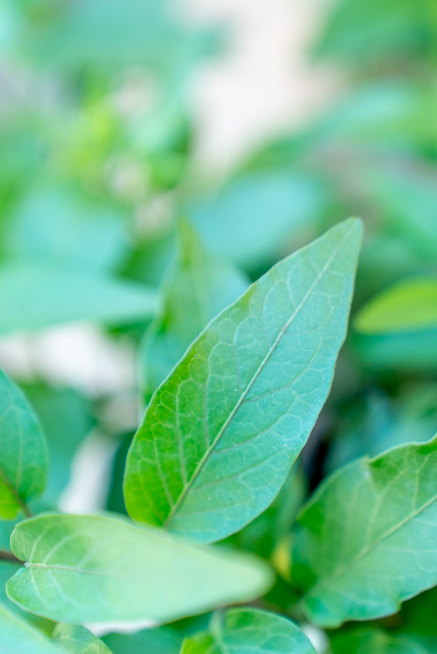 Solanum Jasminoides