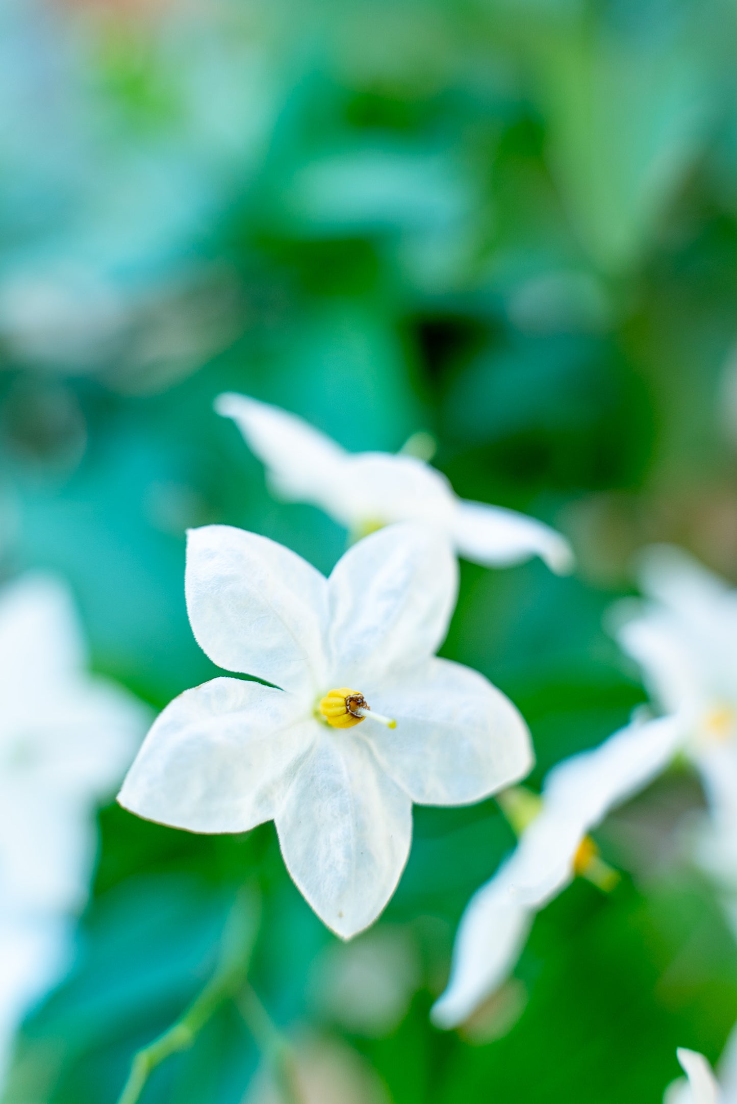 Solanum Jasminoides