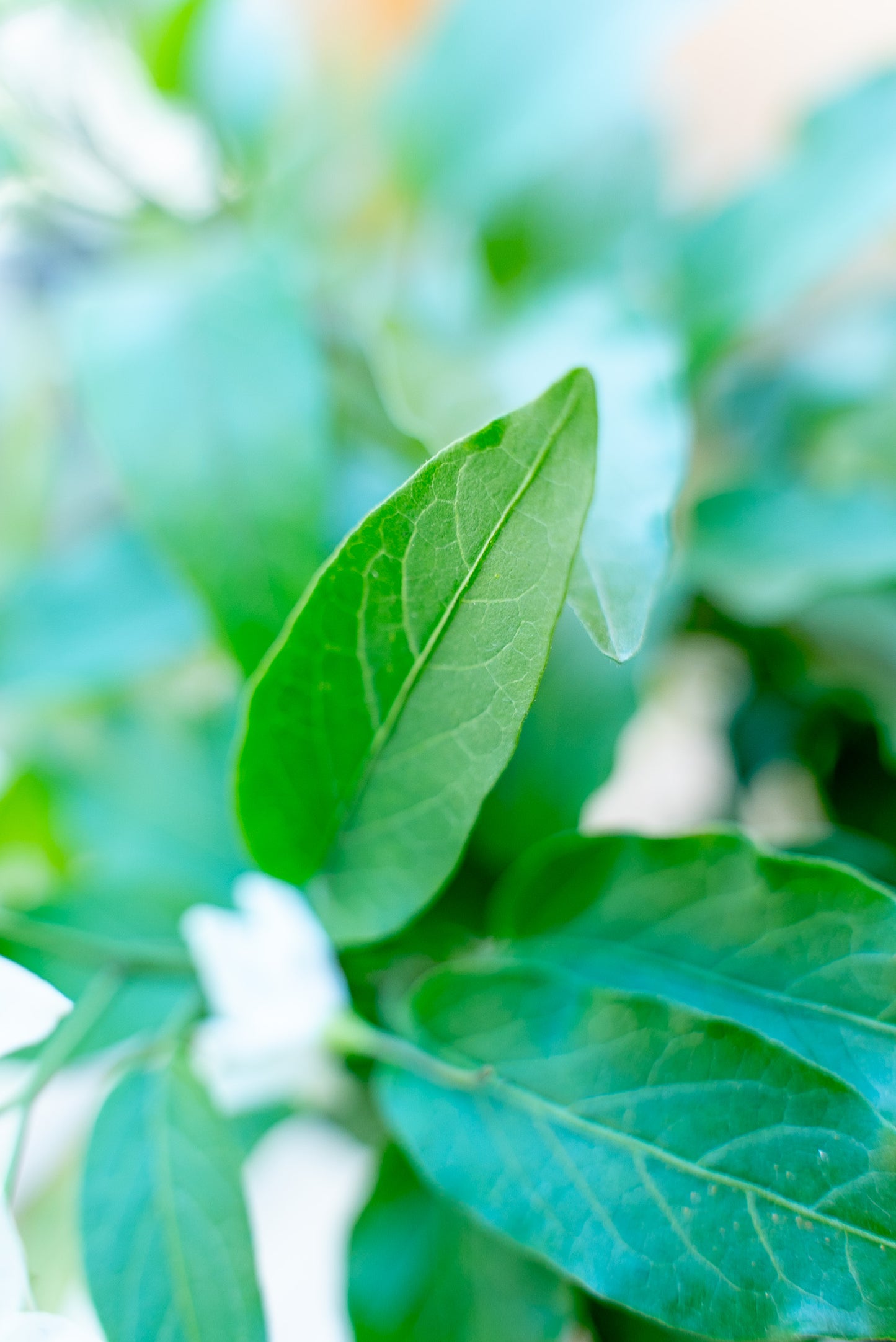 Solanum Jasminoides
