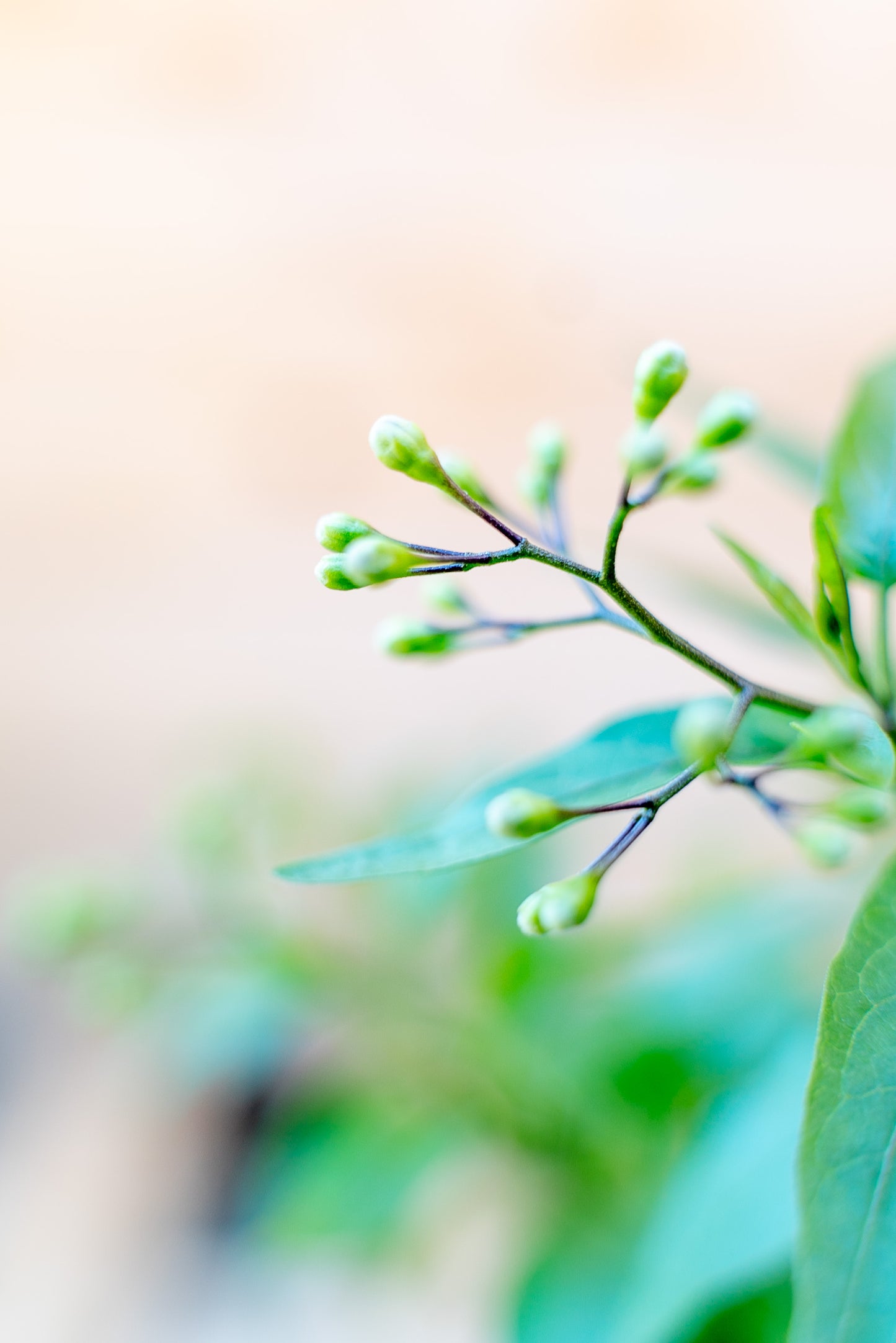 Solanum Jasminoides