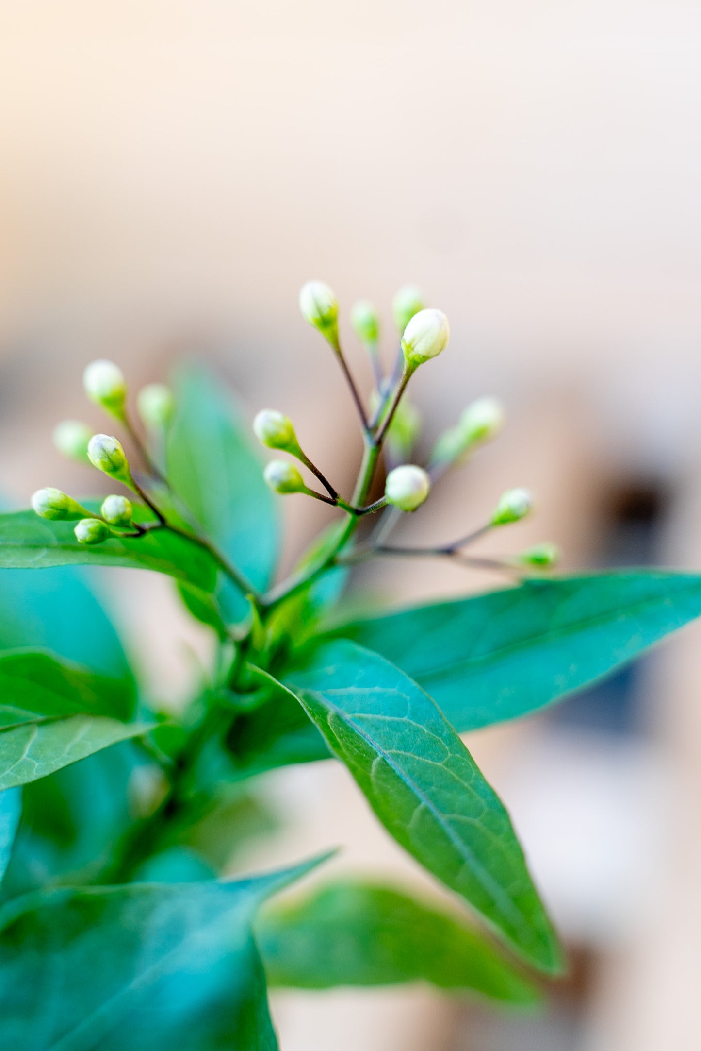 Solanum Jasminoides