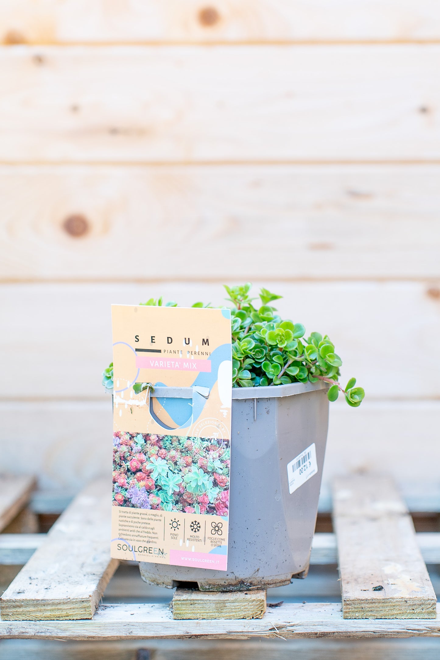 Sedum