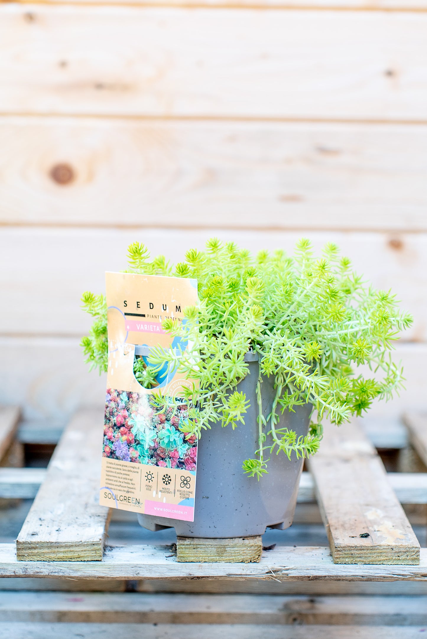 Sedum