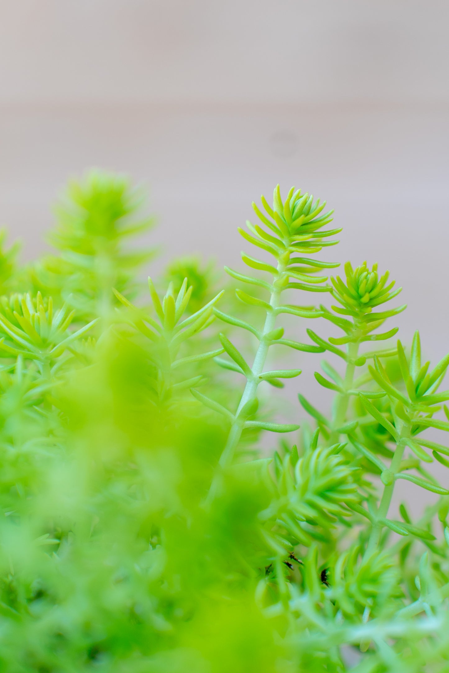 Sedum
