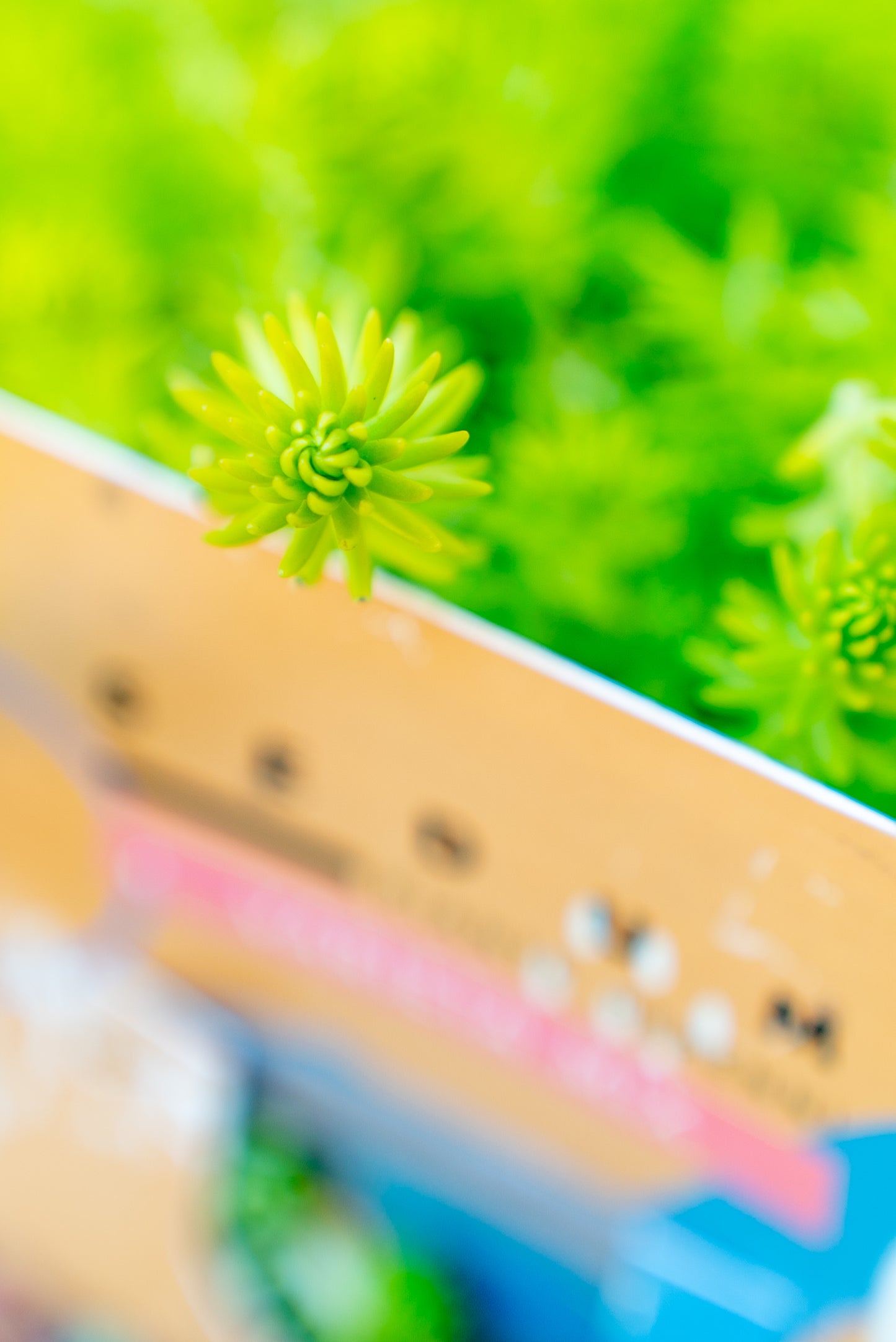 Sedum