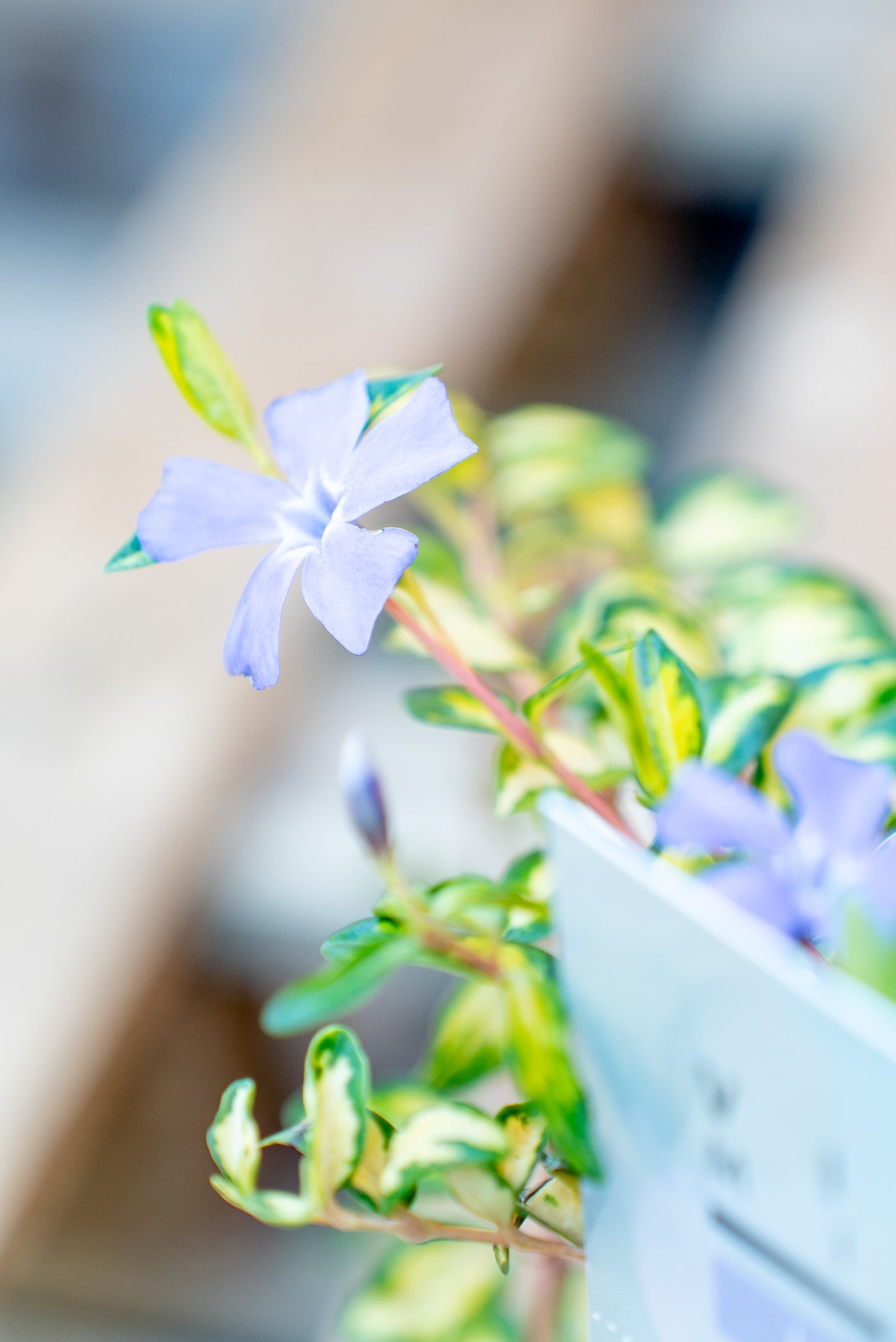 Vinca Minor