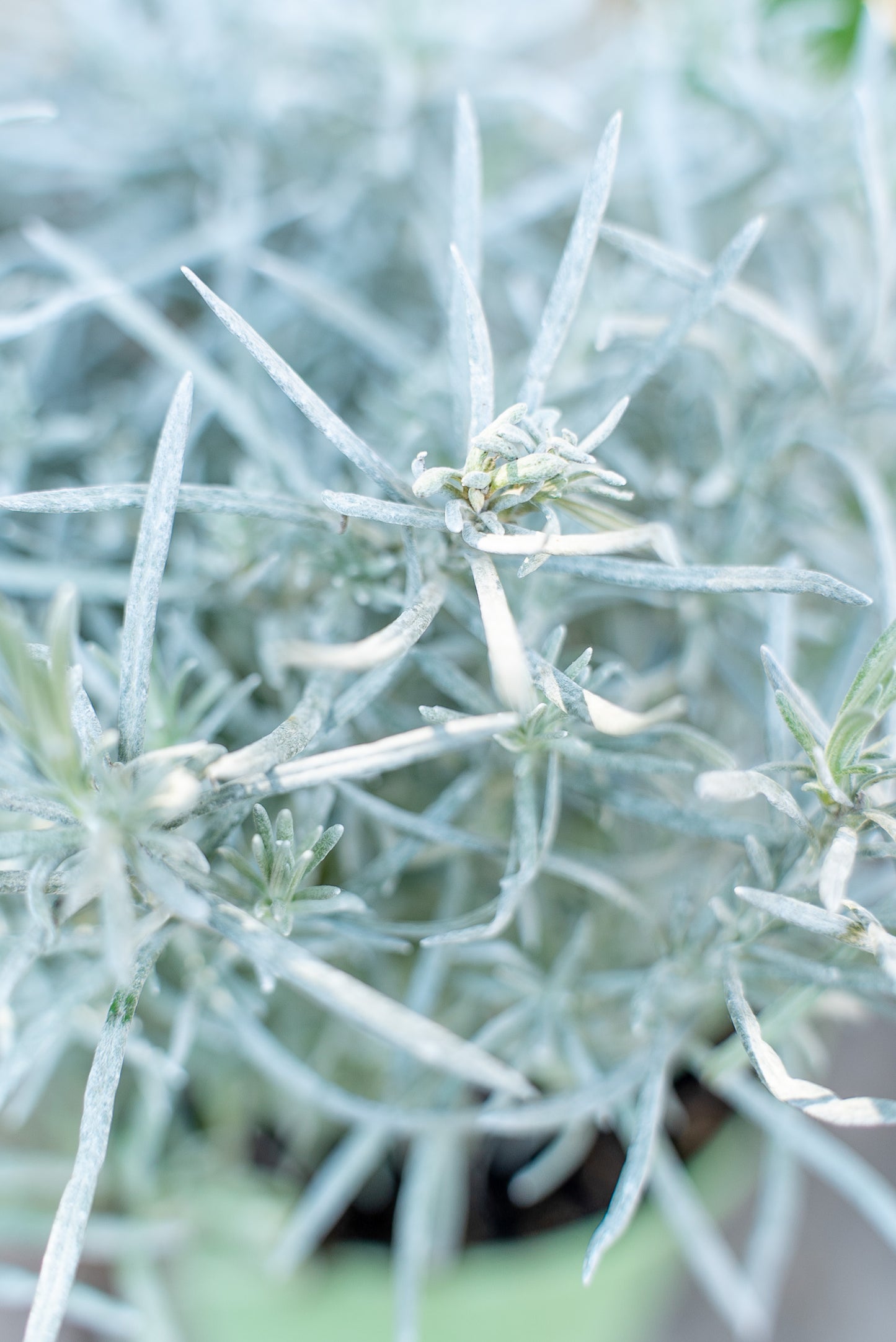Elicrisium