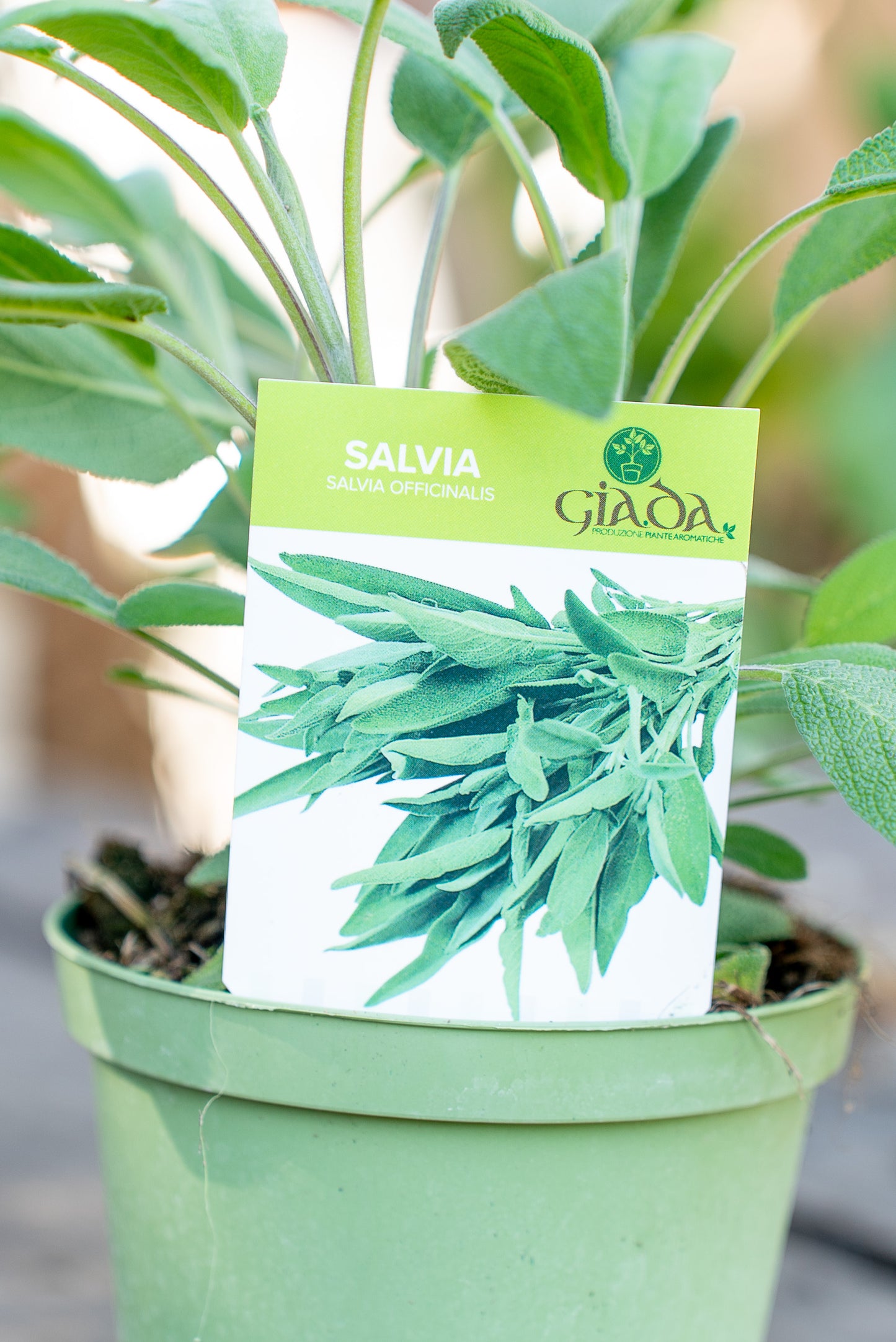 Salvia Officinale