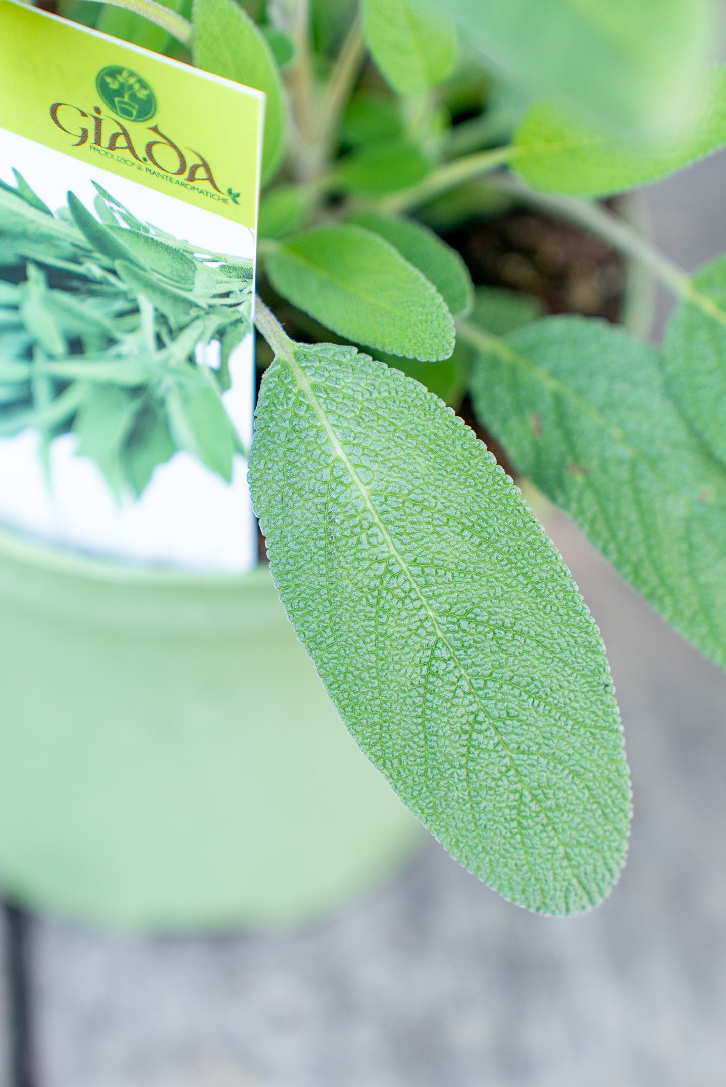 Salvia Officinale