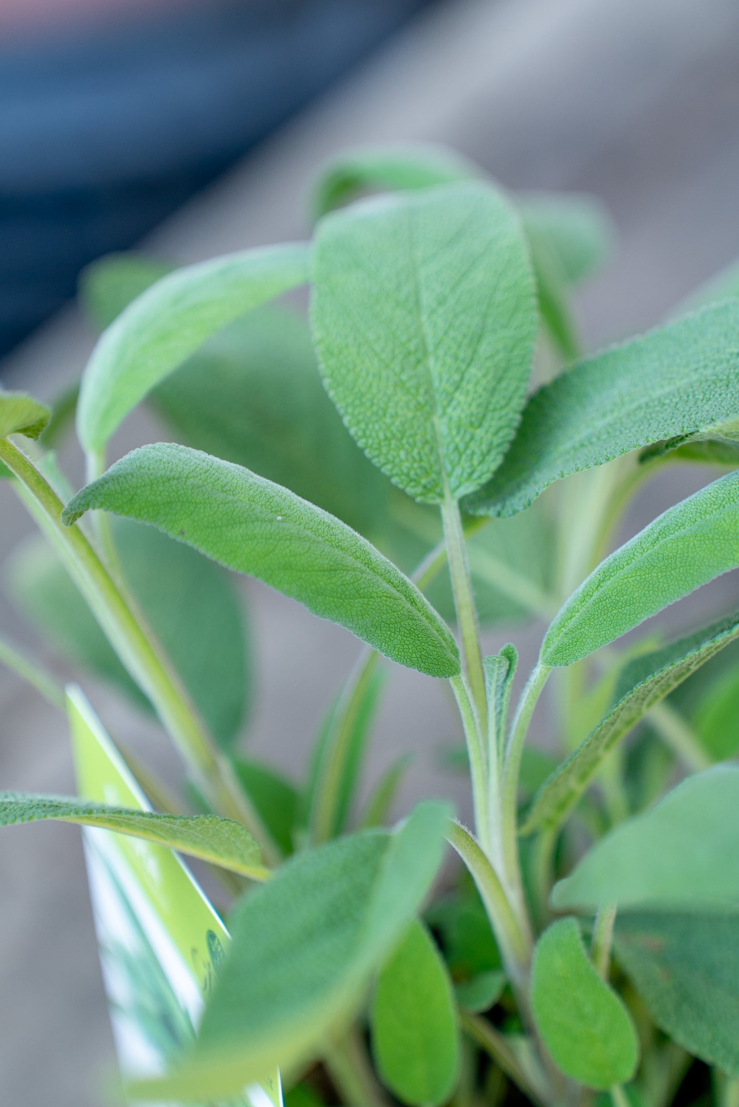 Salvia Officinale