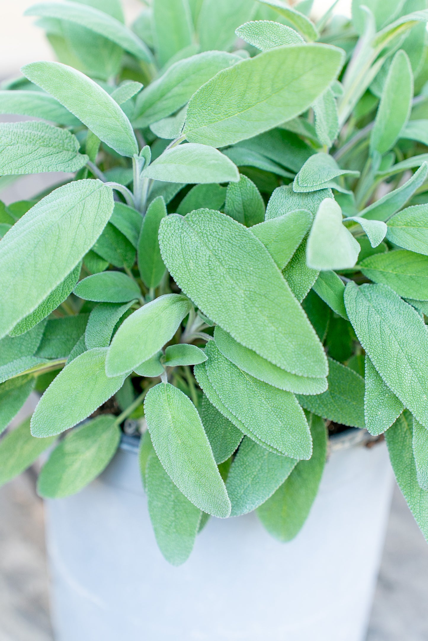 Salvia Officinale