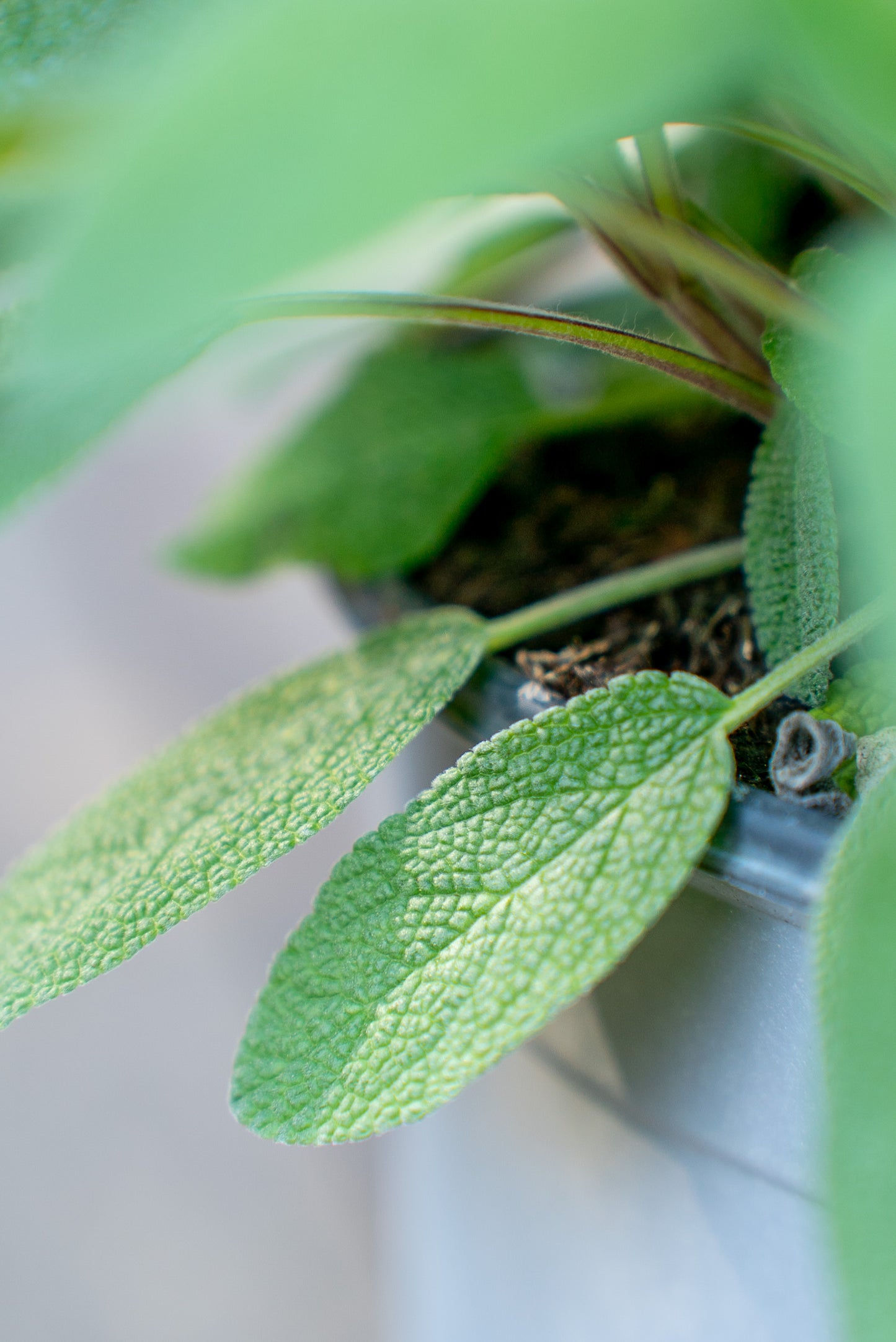 Salvia Officinale