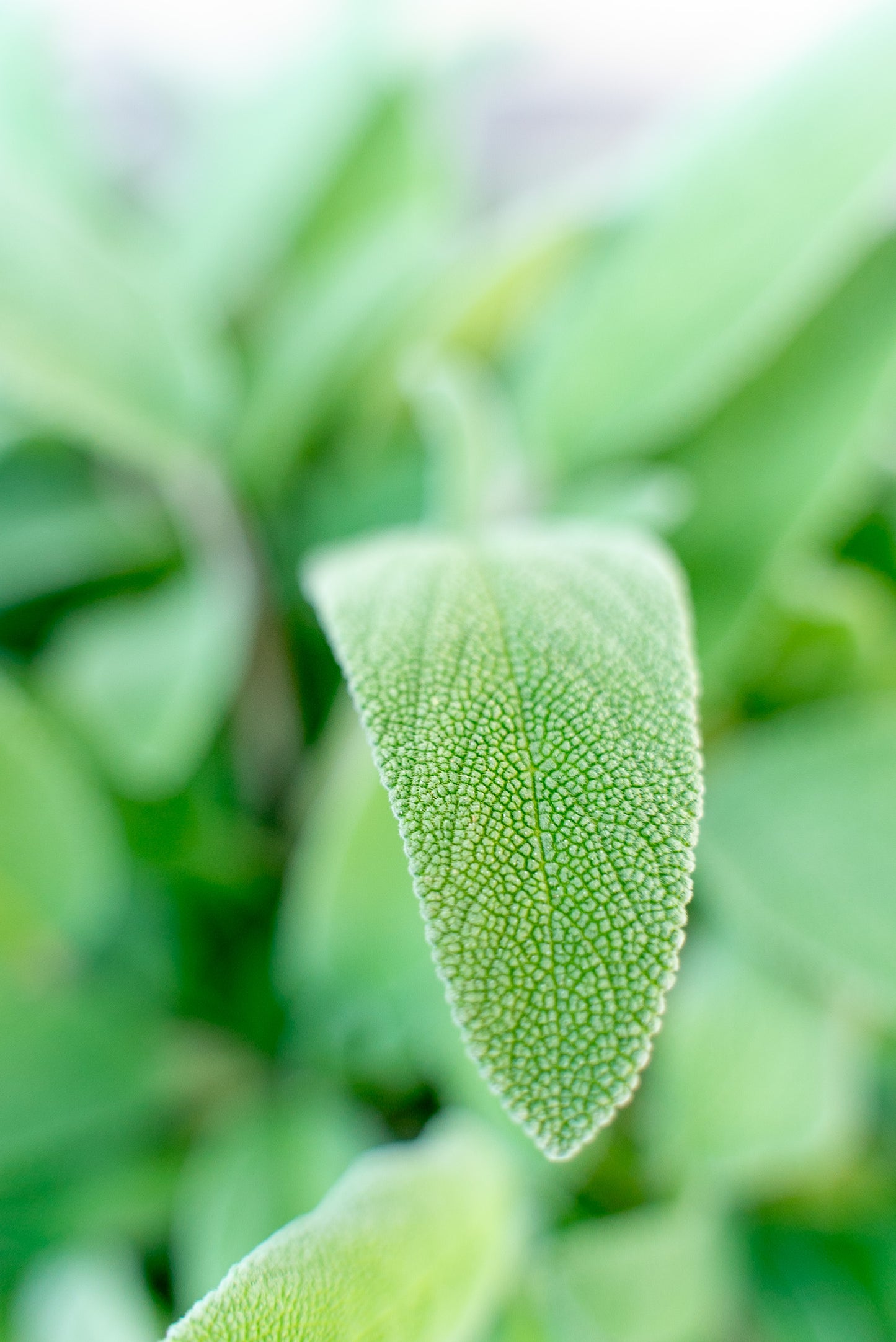 Salvia Officinale