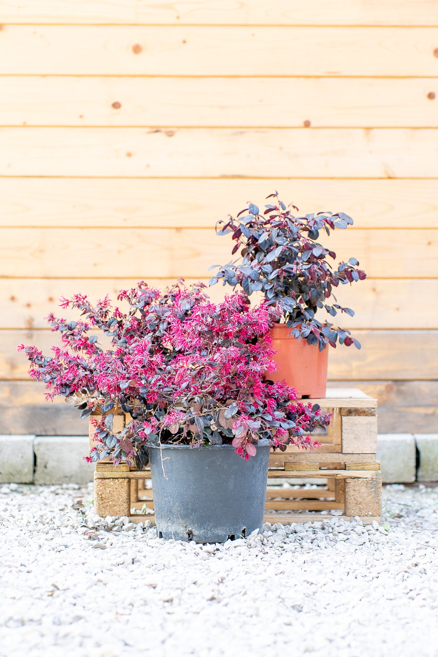 Loropetalum chinense