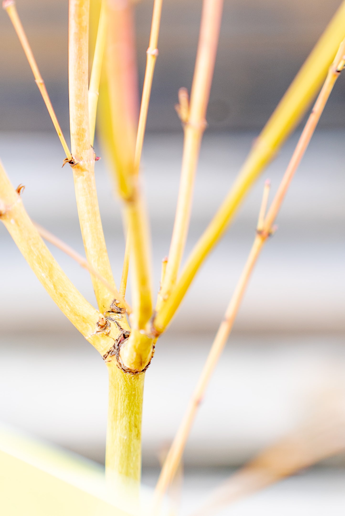 Acer Palmatum Piccolo