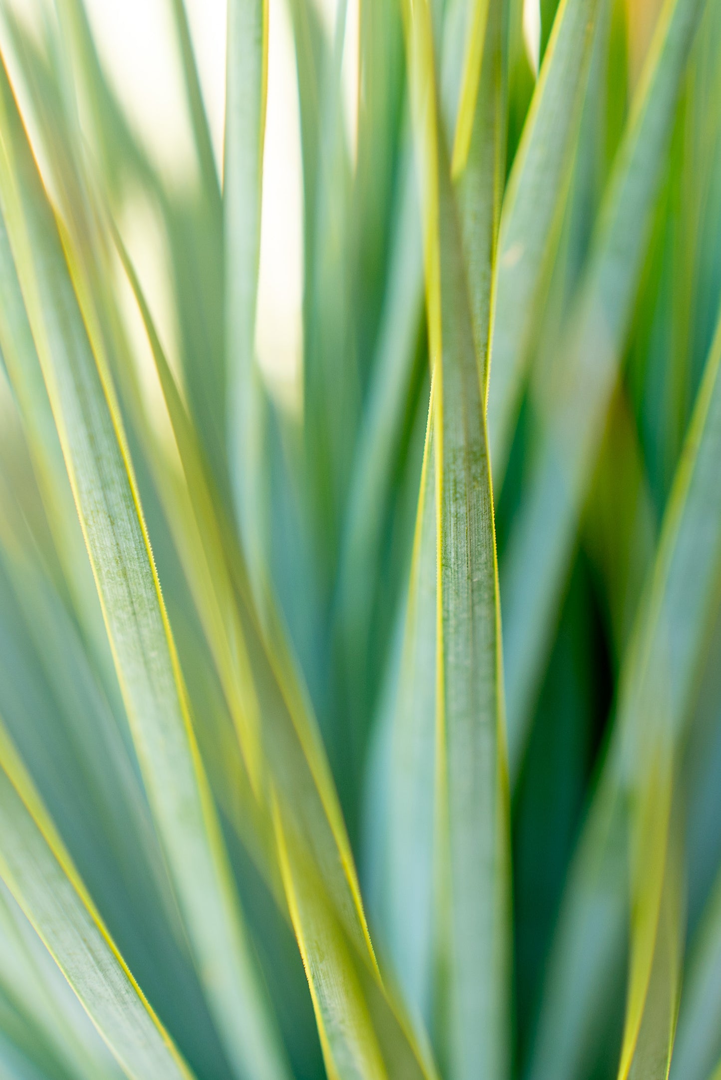 Dasylirion Serratifolium