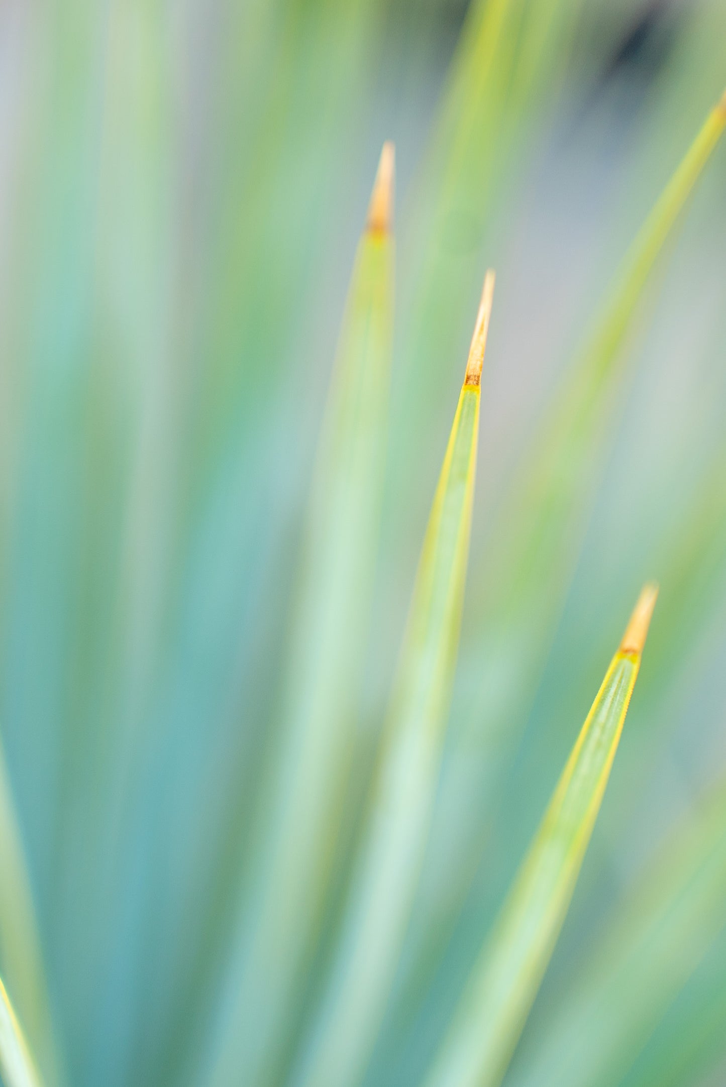 Dasylirion Serratifolium