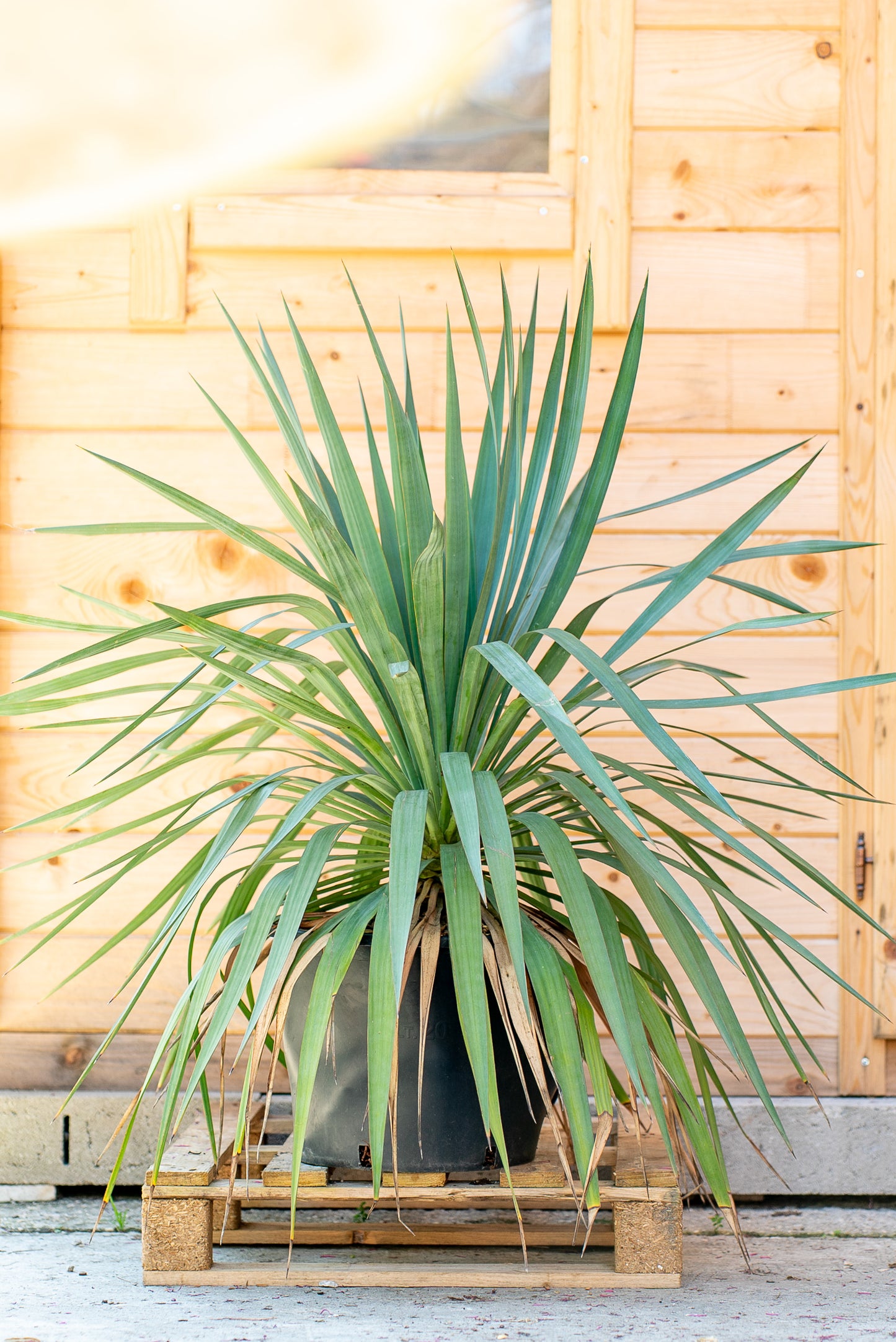 Yucca Gloriosa
