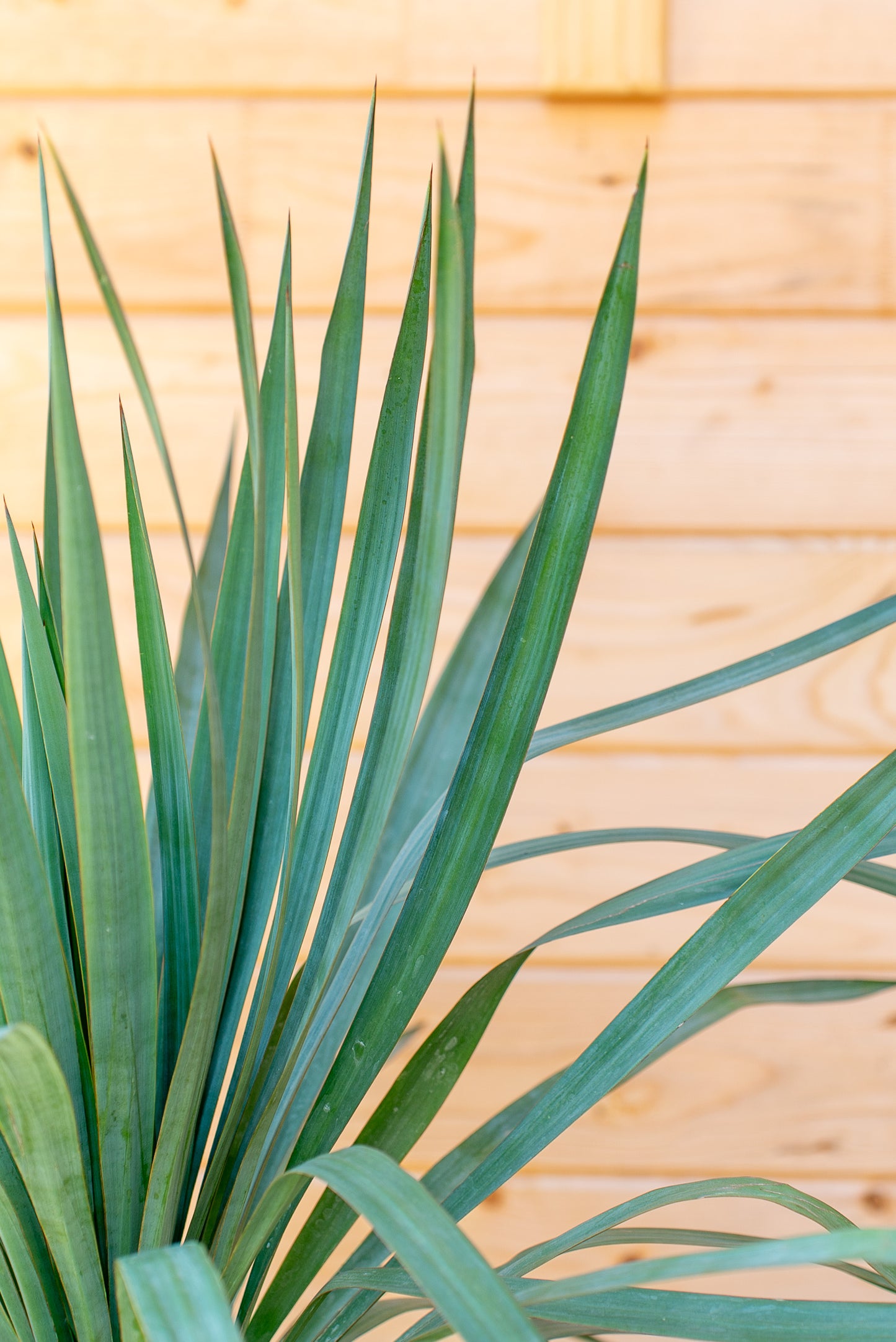 Yucca Gloriosa