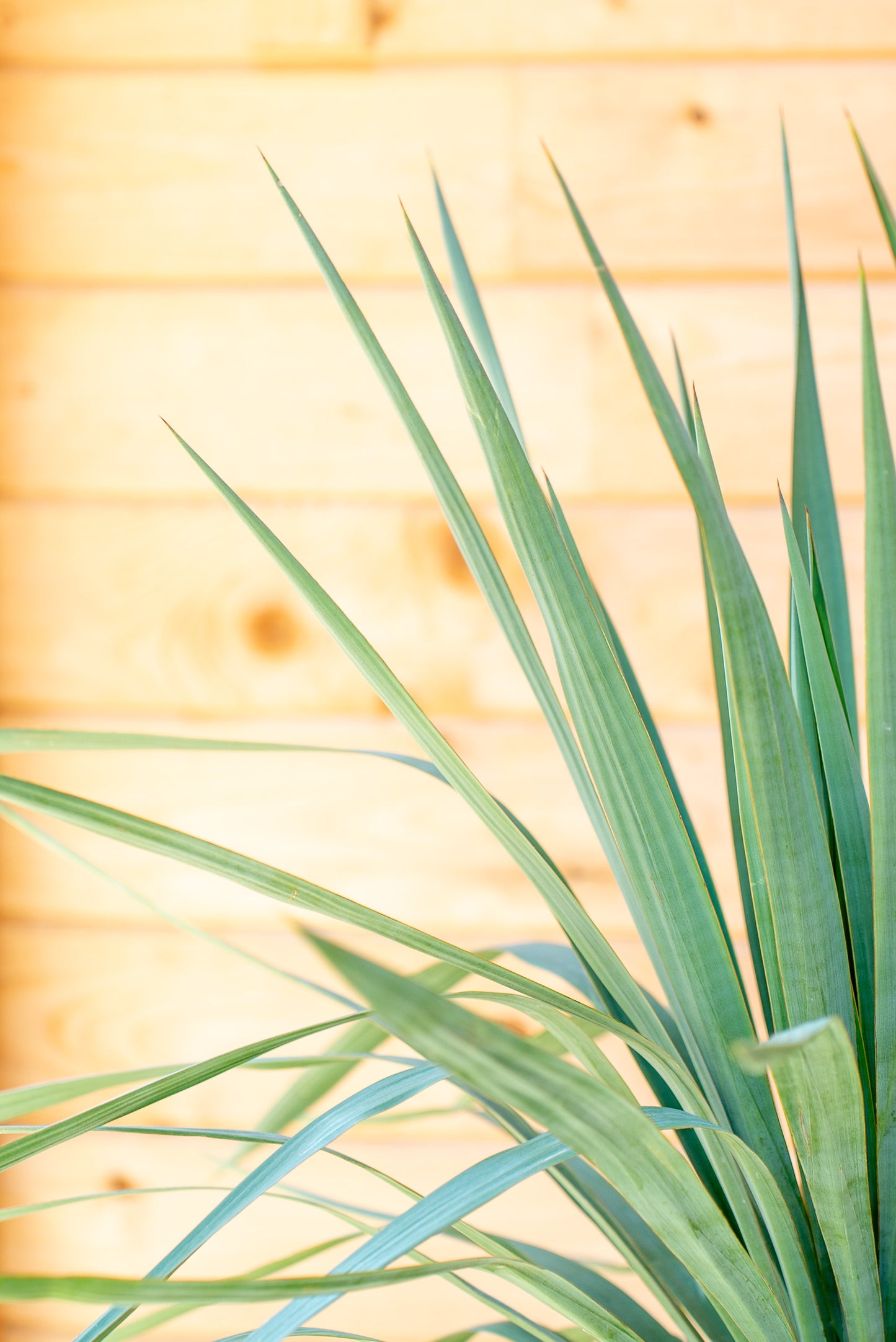 Yucca Gloriosa