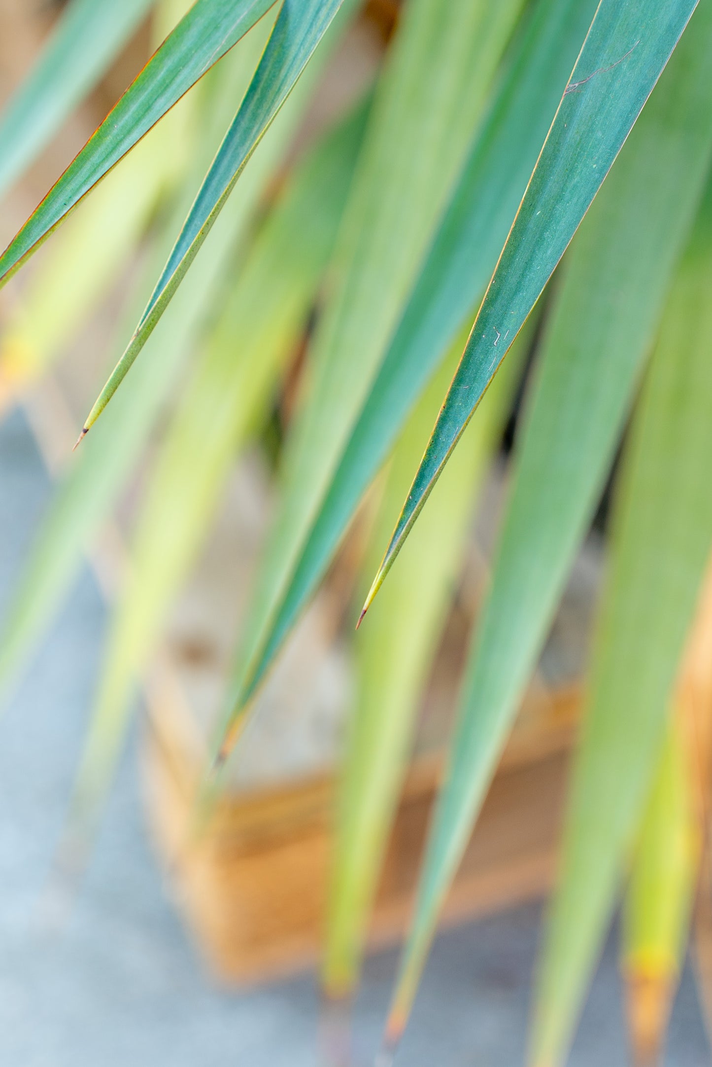 Yucca Gloriosa