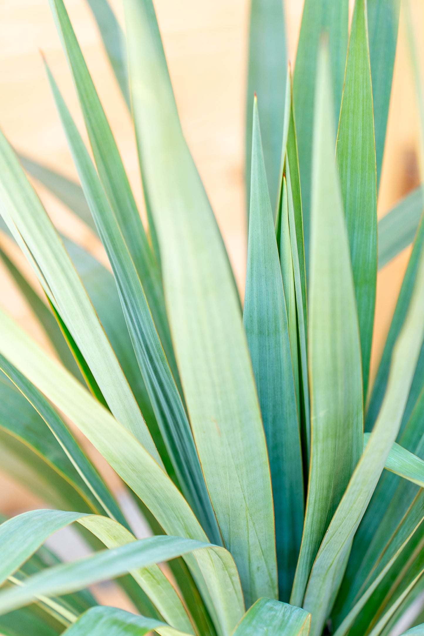 Yucca Gloriosa