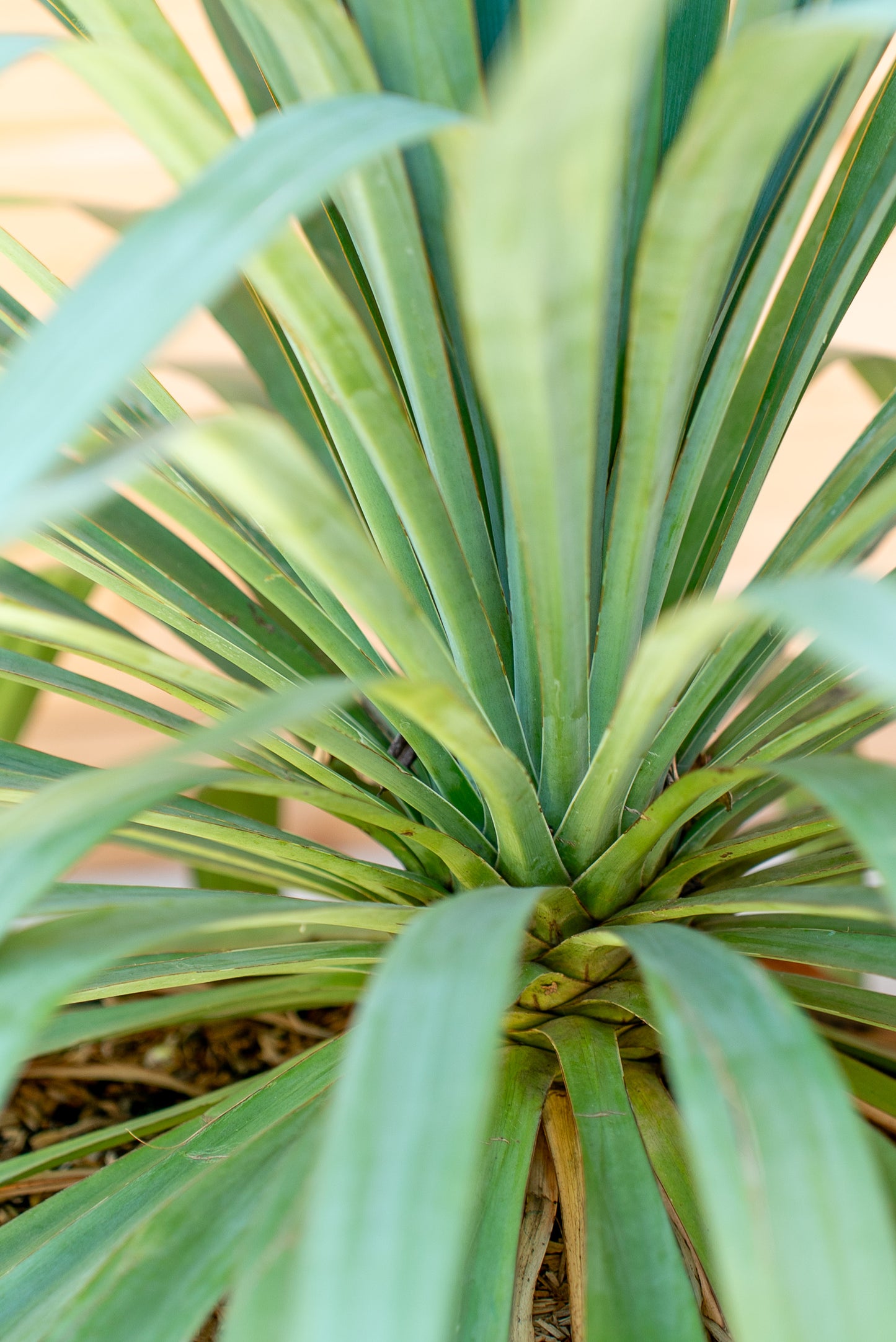 Yucca Gloriosa