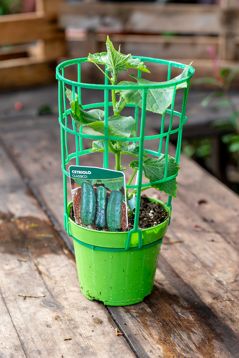 Cetriolo
