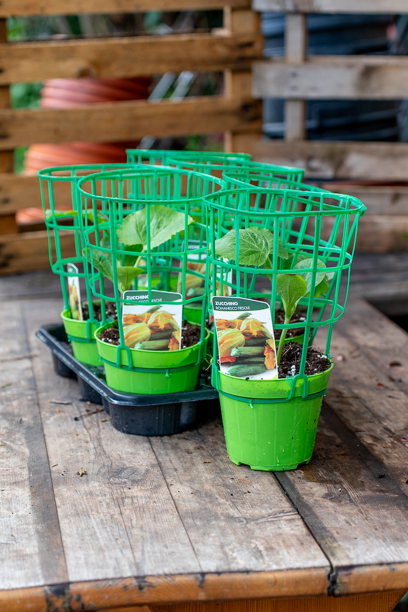 Zucchino Romanesco Fiesole Innestato