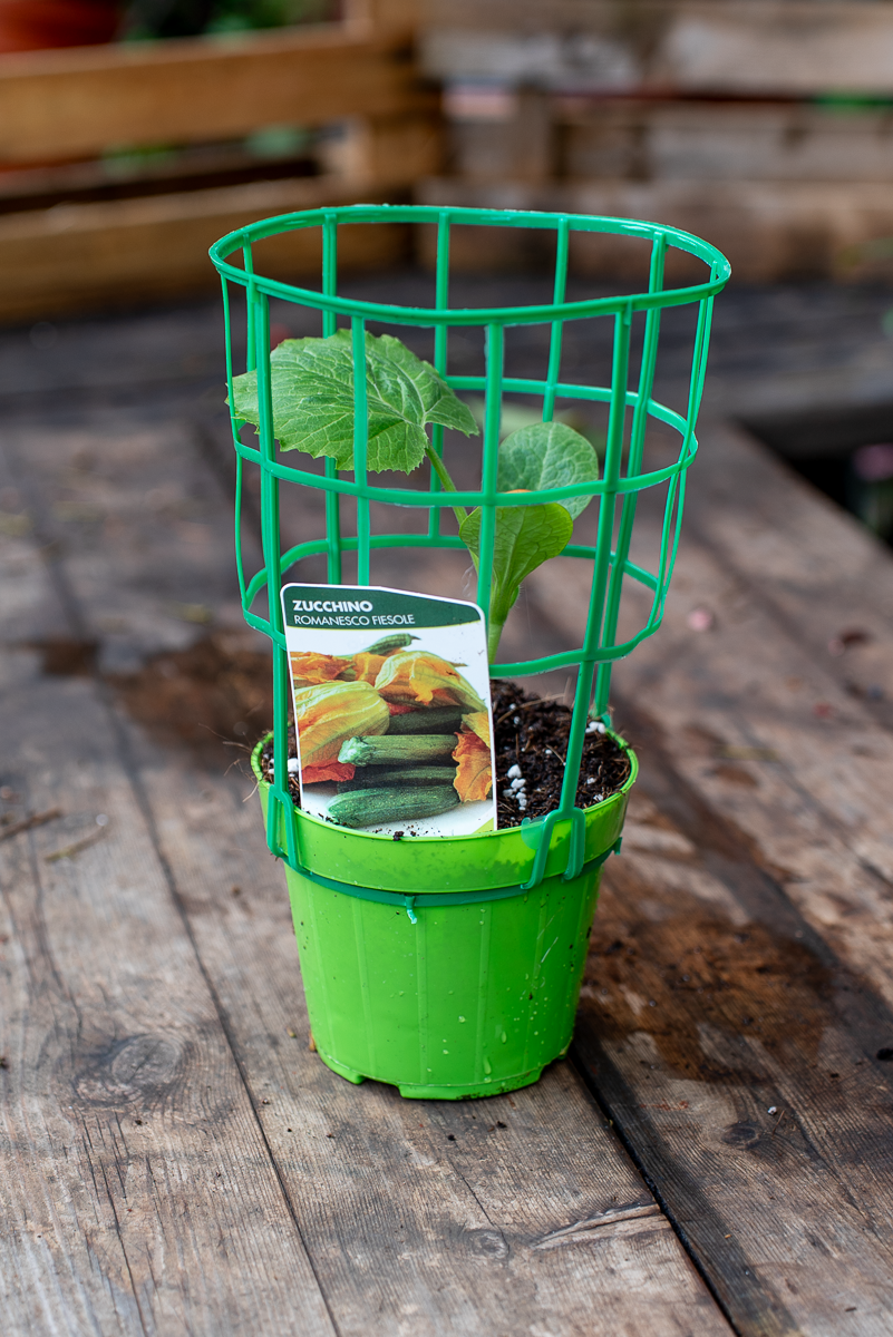 Zucchino Romanesco Fiesole Innestato