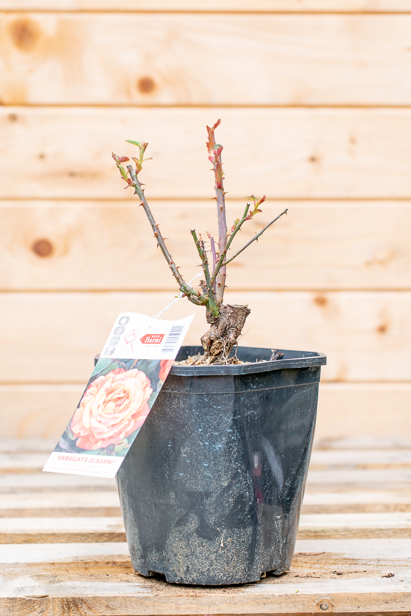 Rosa Variegata Di Barni