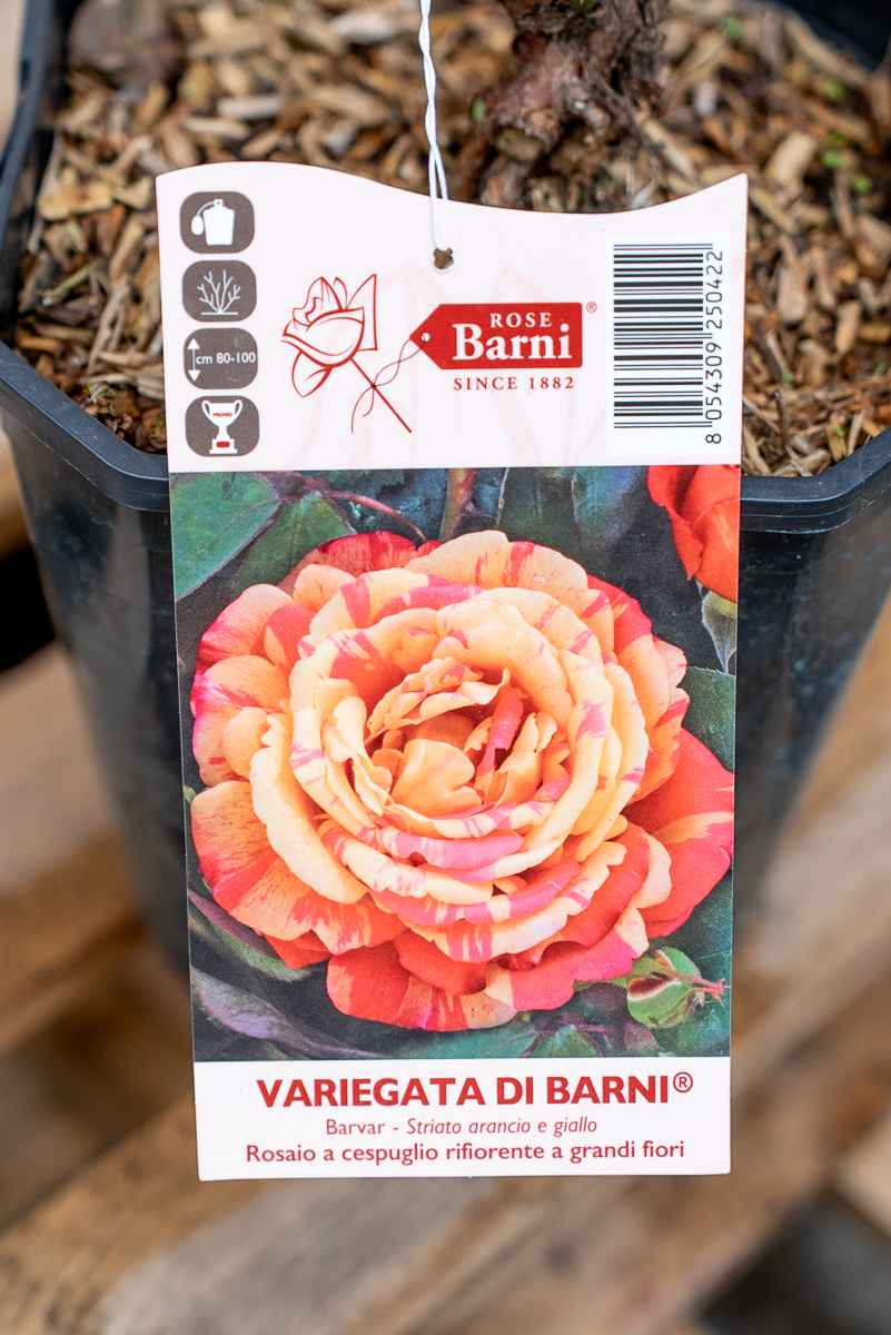 Rosa Variegata Di Barni