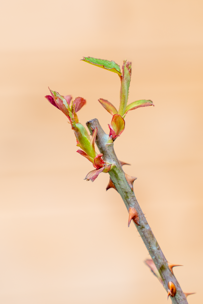 Rosa Variegata Di Barni