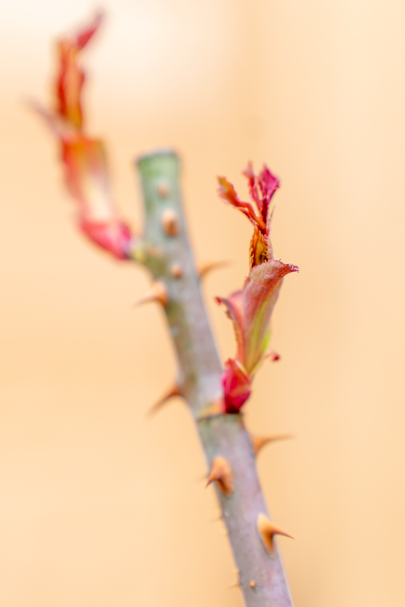 Rosa Variegata Di Barni