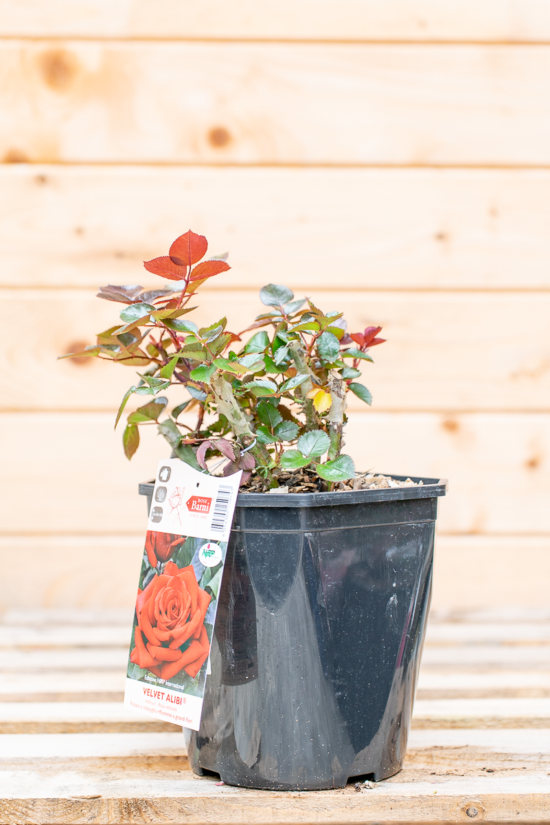 Rosa Velvet Alibi