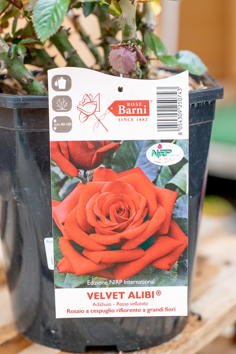 Rosa Velvet Alibi