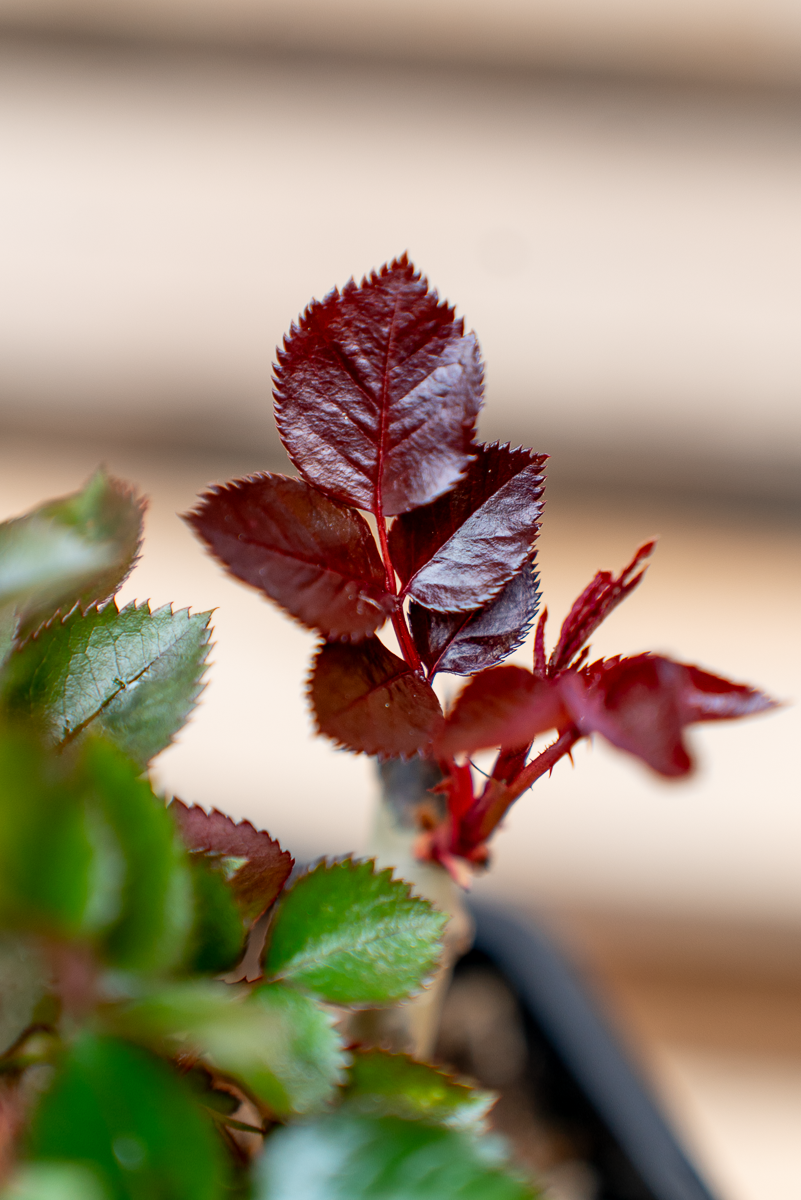 Rosa Velvet Alibi