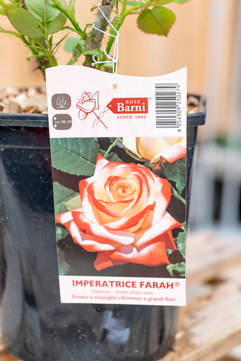 Rosa Imperatrice Farah